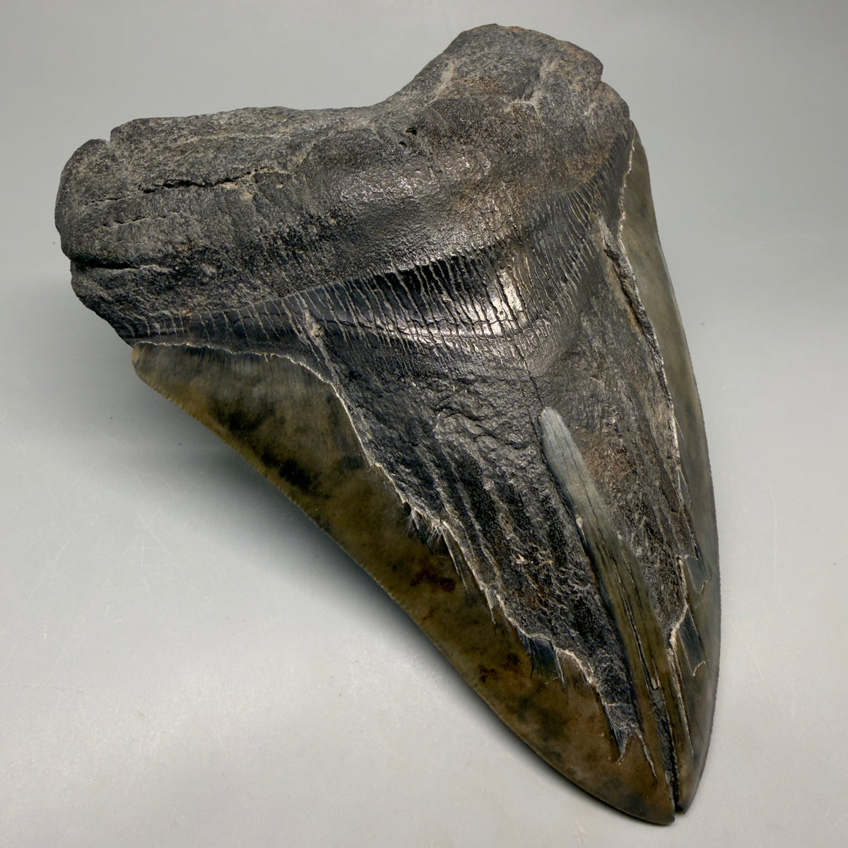 Front Left View Beautiful, Large 5.98" Fossil Megalodon Tooth - South Carolina megalodonteeth.com CM6602 