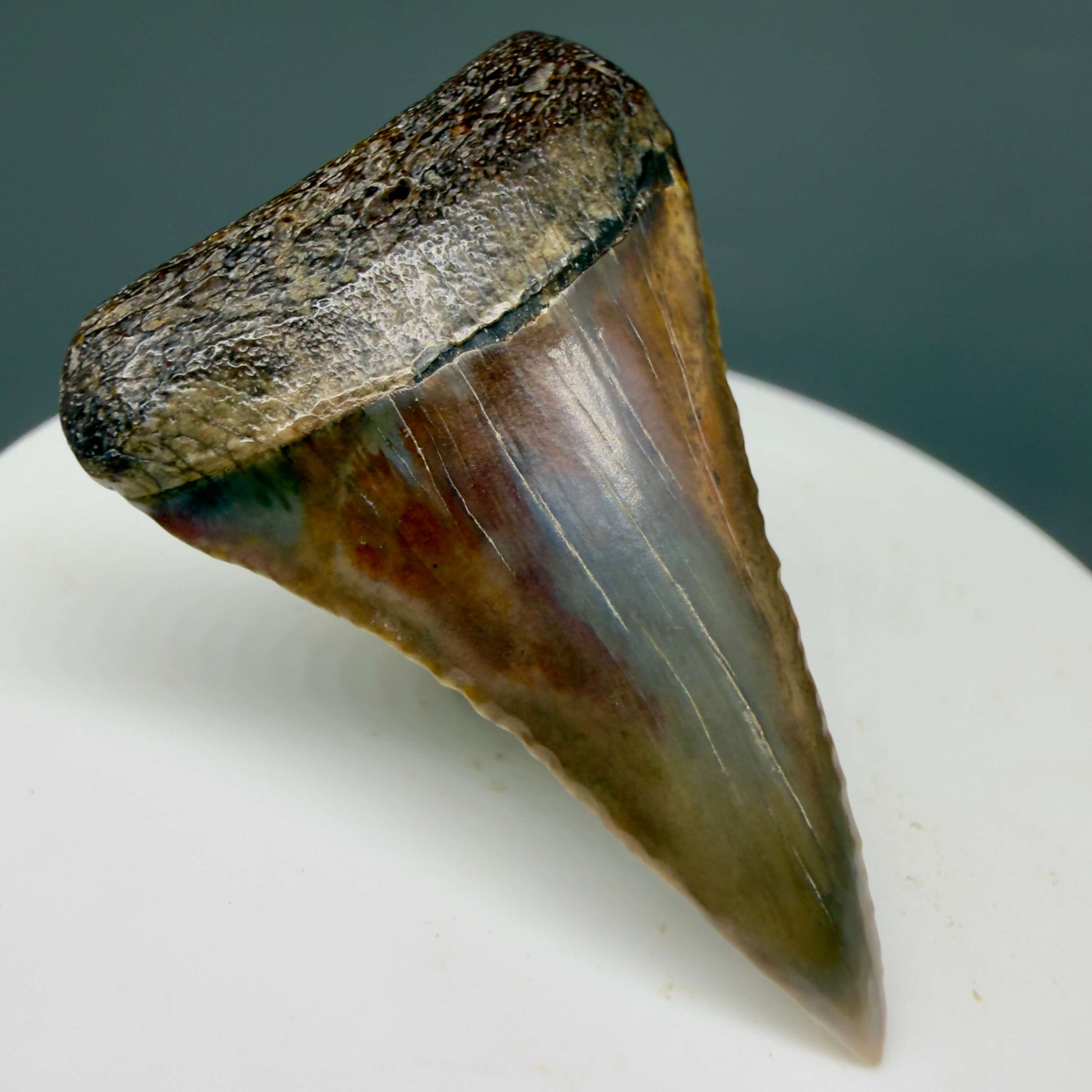 Front Left View Beautiful, colorful 1.79" long Fossil Great White Tooth from the deserts of Peru GW1359