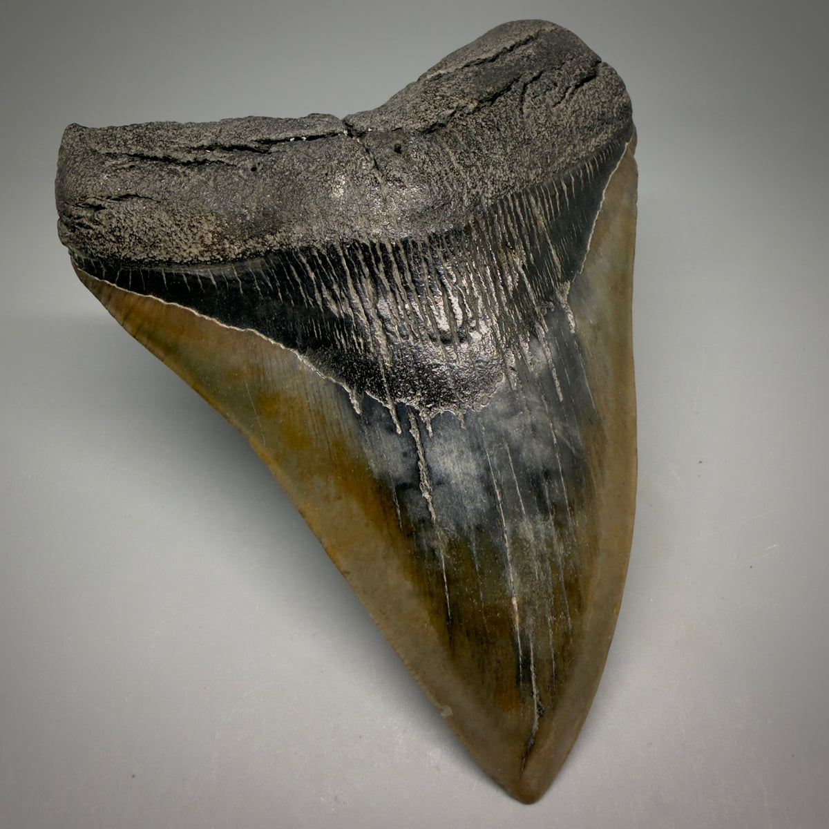 Front Left View Beautiful, colorful 5.21" Fossil Megalodon Tooth - South Carolina megalodonteeth.com CM6596