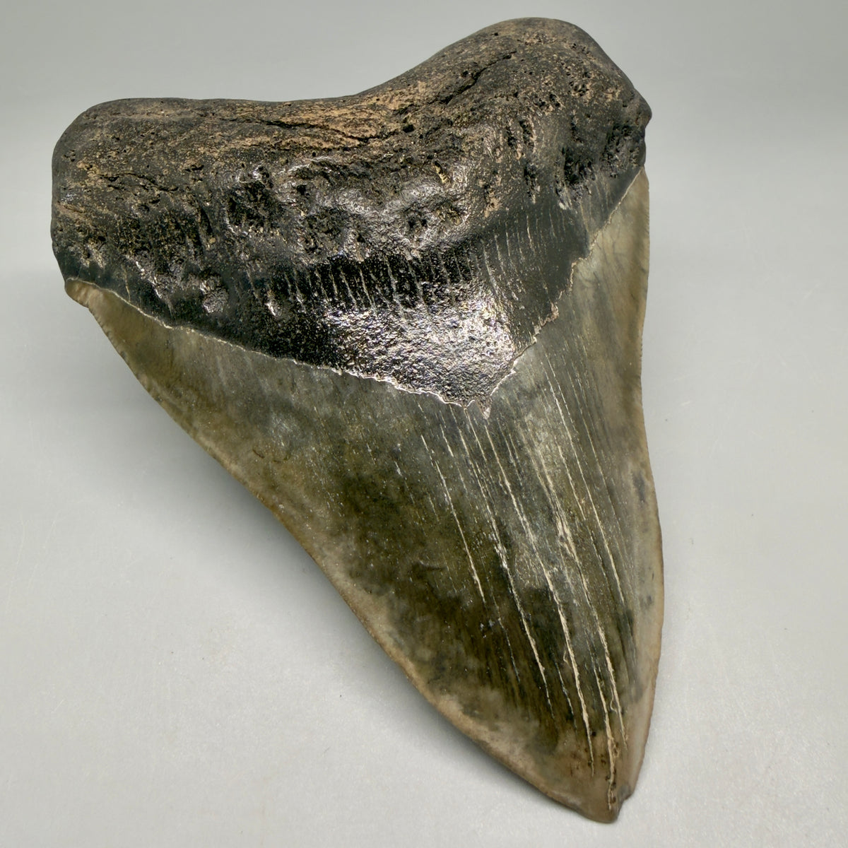 Front Left View Beautiful, heart-shaped 5.12" Fossil Megalodon Tooth - South Carolina megalodonteeth.com CM6597