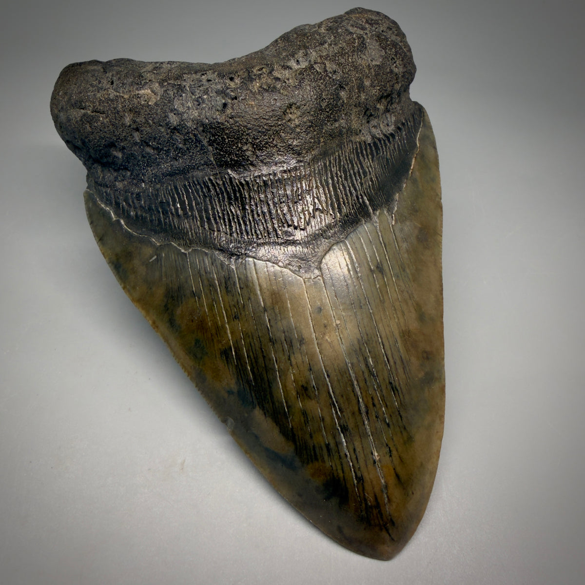 Front Left View Beautiful, heart-shaped 5.58" Fossil Megalodon Tooth - South Carolina megalodonteeth.com CM6599