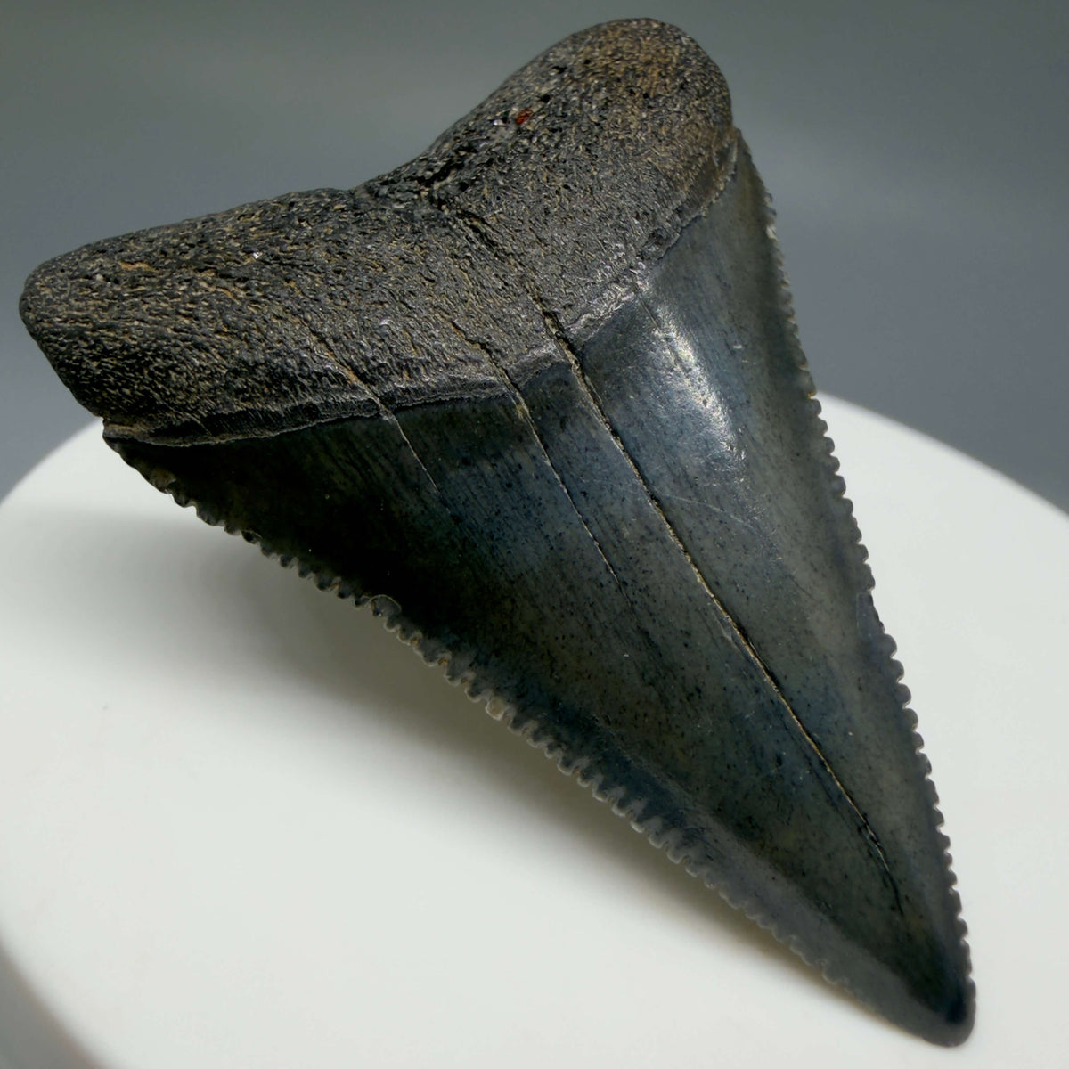 Front Left View Beautiful, serrated 1.82" Fossil Great White Shark Tooth - South Carolina megalodonteeth.com GW1401