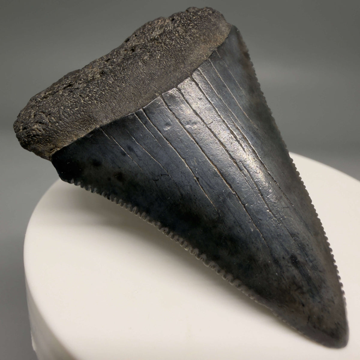 Front Left View Beautiful, serrated 2.13" Fossil Great White Shark Tooth - South Carolina megalodonteeth.com GW1388