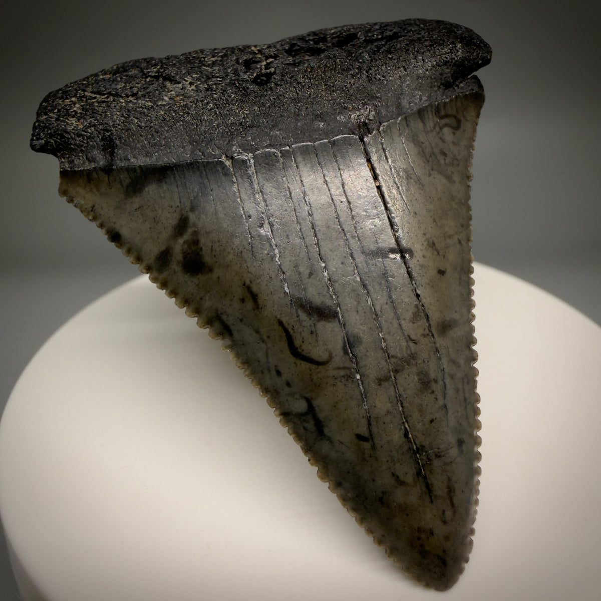 Front Left View Beautiful, serrated 2.17" Fossil Great White Shark Tooth - South Carolina megalodonteeth.com GW1389