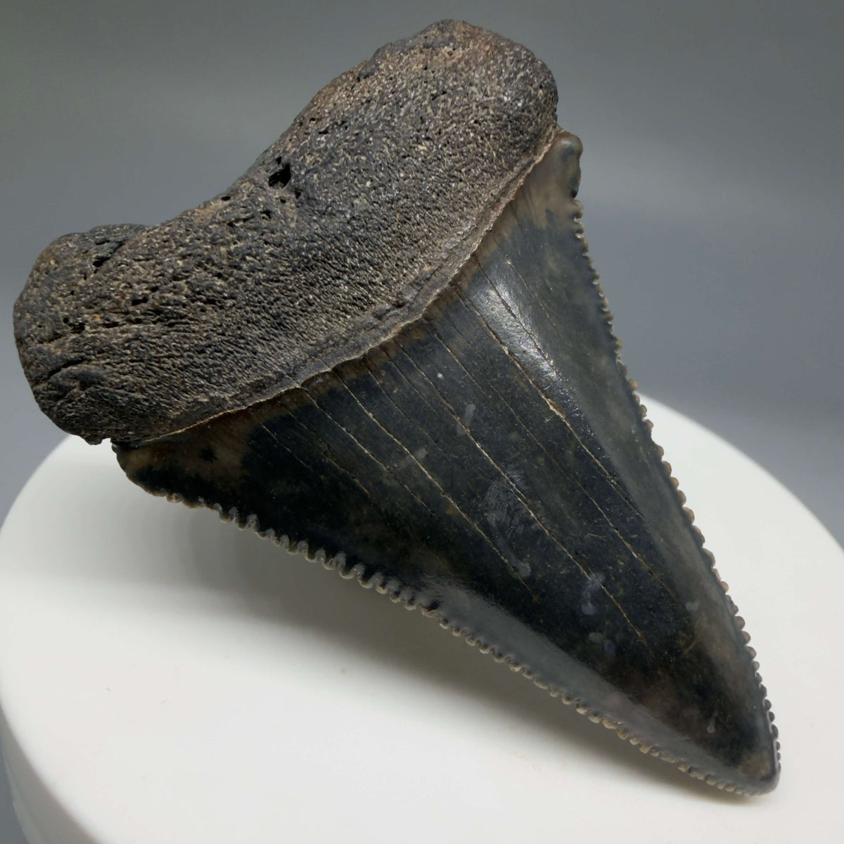 Front Left View Beautiful, serrated 2.21" Fossil Great White Shark Tooth - South Carolina megalodonteeth.com GW1403