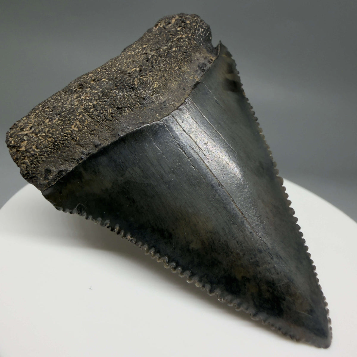 Front Left View Beautiful, serrated 2.22" Fossil Great White Shark Tooth - South Carolina megalodonteeth.com GW1390