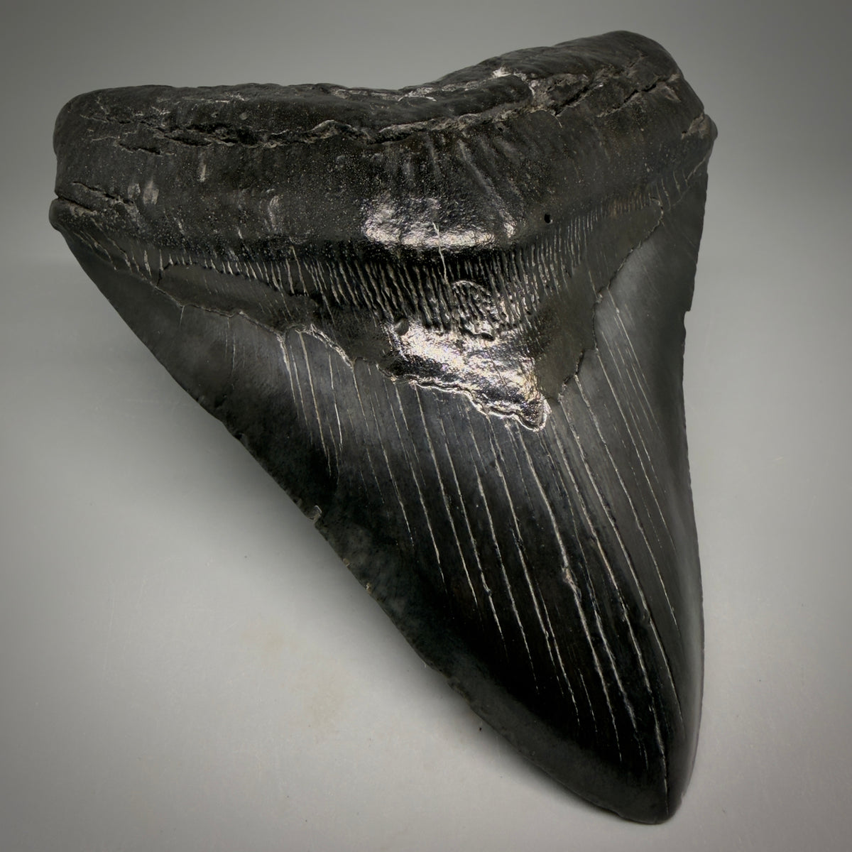 Front Left View Black, Large 5.75" Fossil Megalodon Tooth - South Carolina megalodonteeth.com CM6601 