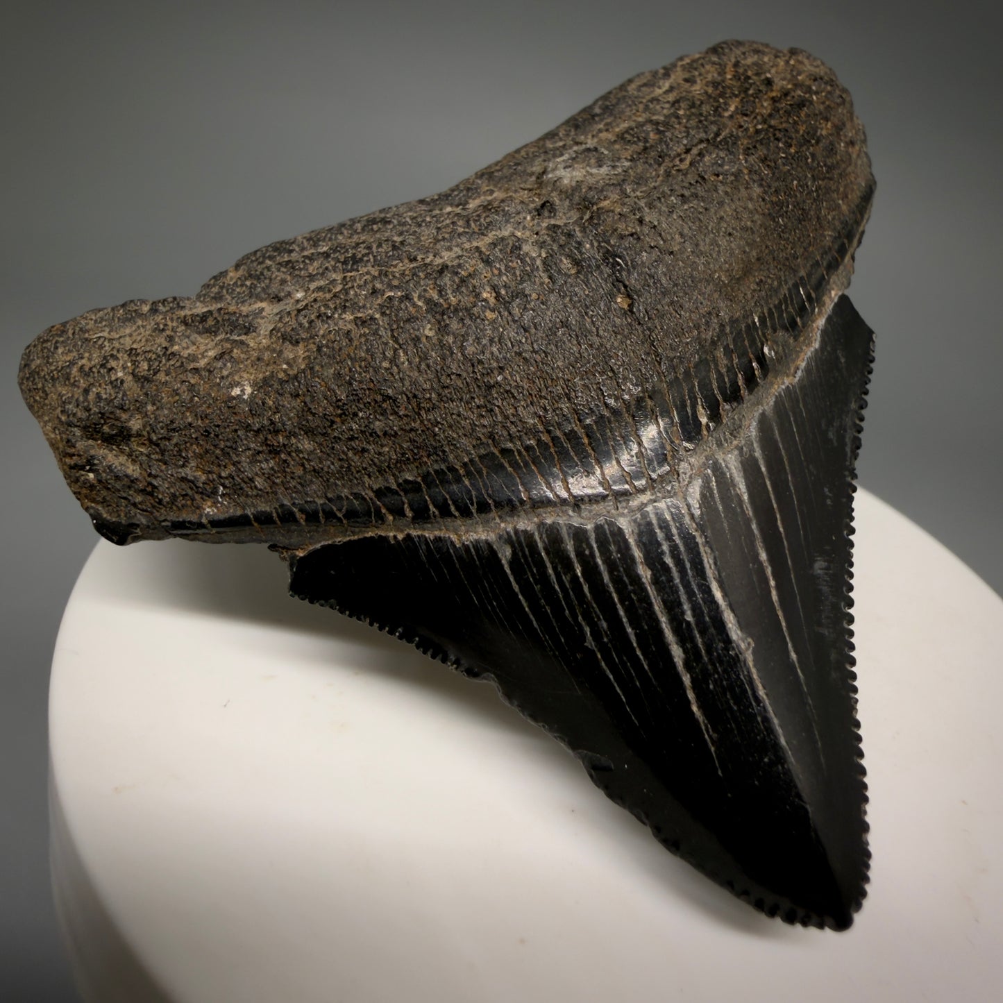 Front Left View Black, sharply serrated 2.38" Fossil Megalodon Shark Tooth - Georgia megalodonteeth.com CM6521