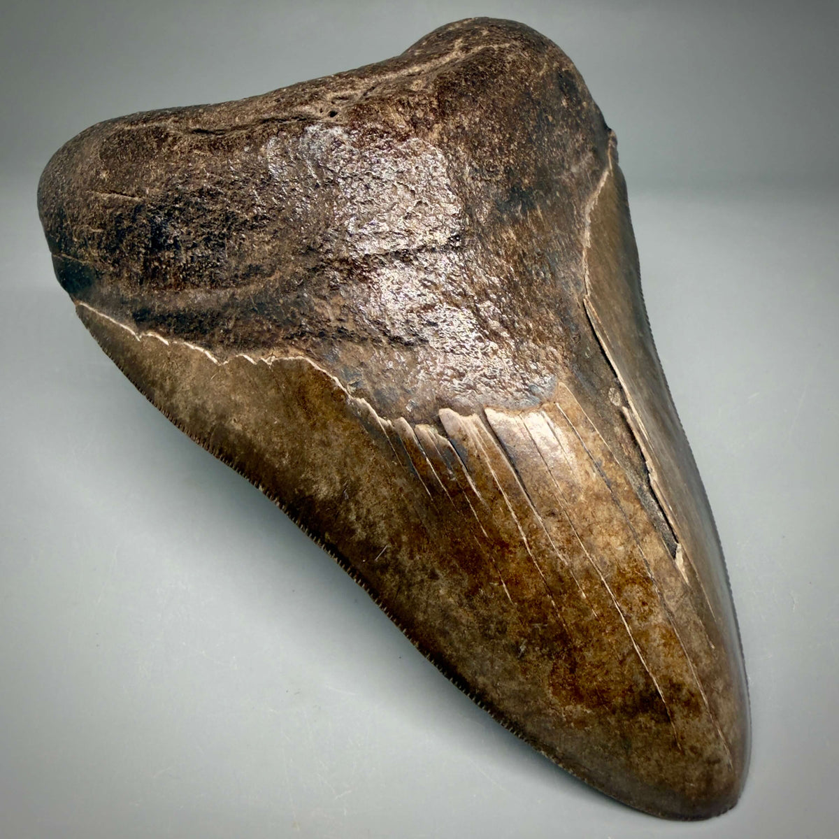 Front Left View Brown/Red prints, sharply serrated 5.16" Fossil Megalodon Shark Tooth from Georgia megalodonteeth.com CM6707 
