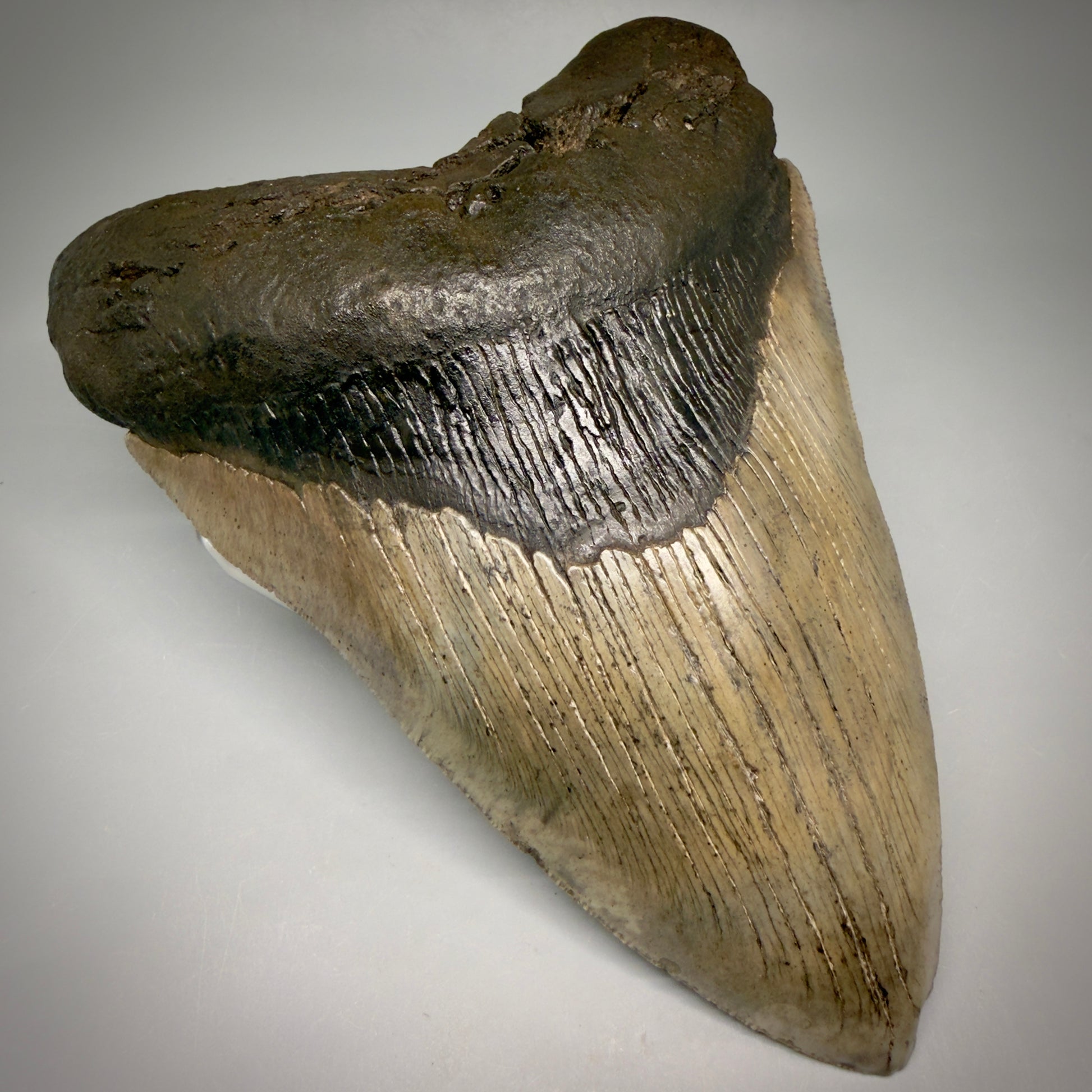 Front Left View Close to Max size of 7" Fossil Monster Megalodon Tooth - South Carolina, USA megalodonteeth.com CM6608