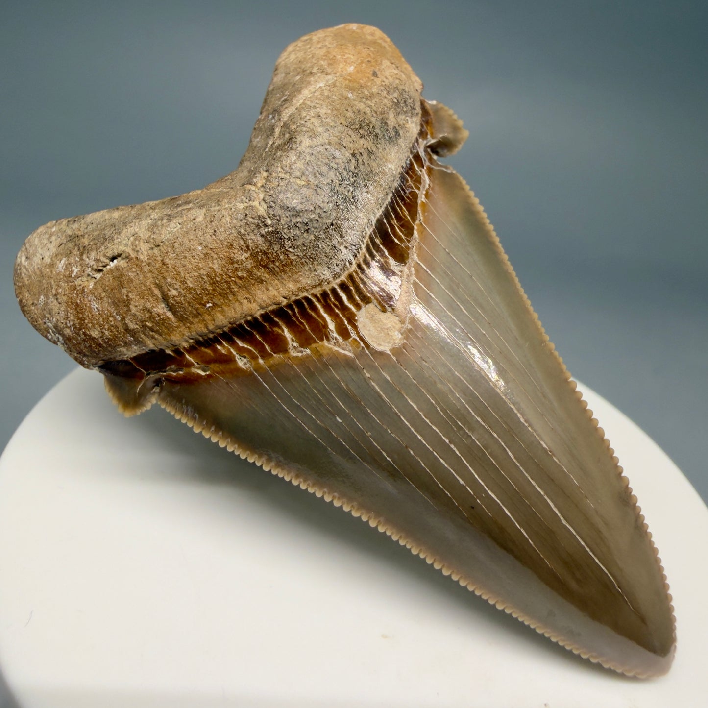 Front Left View Collector's Quality 2.51" Fossil Carcharocles angustidens Shark Tooth from Charleston, South Carolina AN472