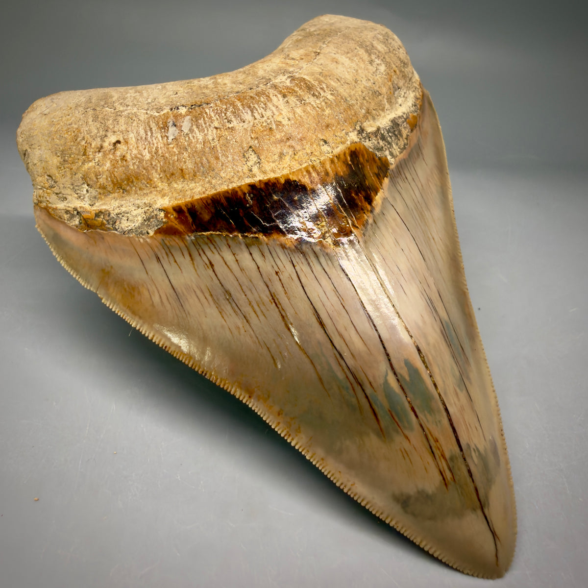 Front Left View Collector's Quality heart-shaped 5.06″ Colorful Megalodon Tooth – West Java Indonesia megalodonteeth.com CM6746