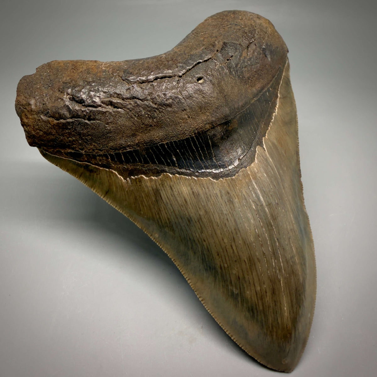 Front Left View Collector's Quality, heart-shaped 5.08" Fossil Megalodon Tooth - South Carolina megalodonteeth.com CM6703