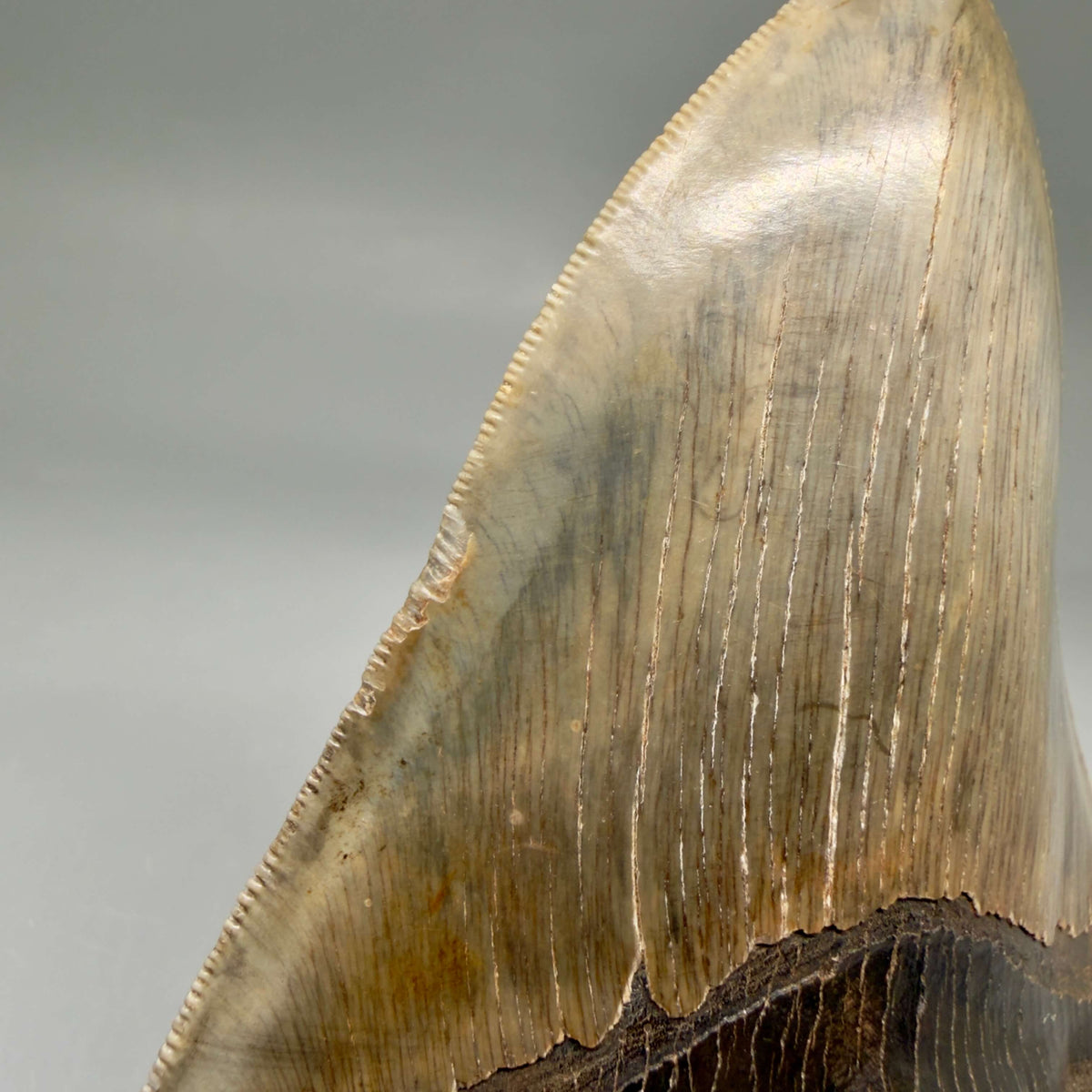 Front Left View Collector's Quality, heart-shaped 5.08" Fossil Megalodon Tooth - South Carolina megalodonteeth.com CM6703 - 4