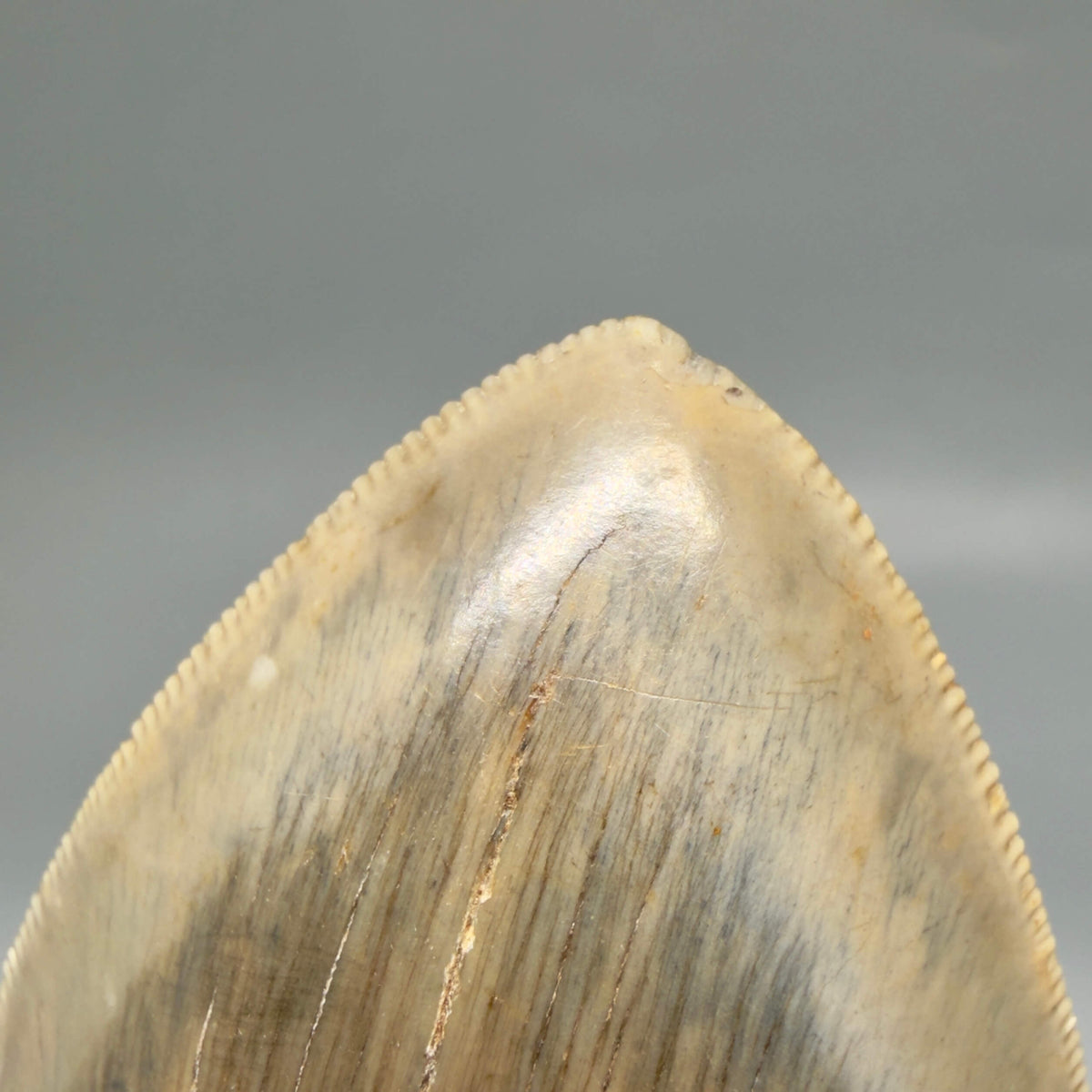 Front Left View Collector's Quality, heart-shaped 5.08" Fossil Megalodon Tooth - South Carolina megalodonteeth.com CM6703 - 5