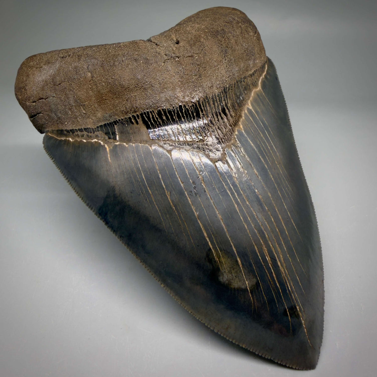 Front Left View Collector's Quality, heart-shaped 5.30" Fossil Megalodon Tooth - South Carolina megalodonteeth.com CM6705