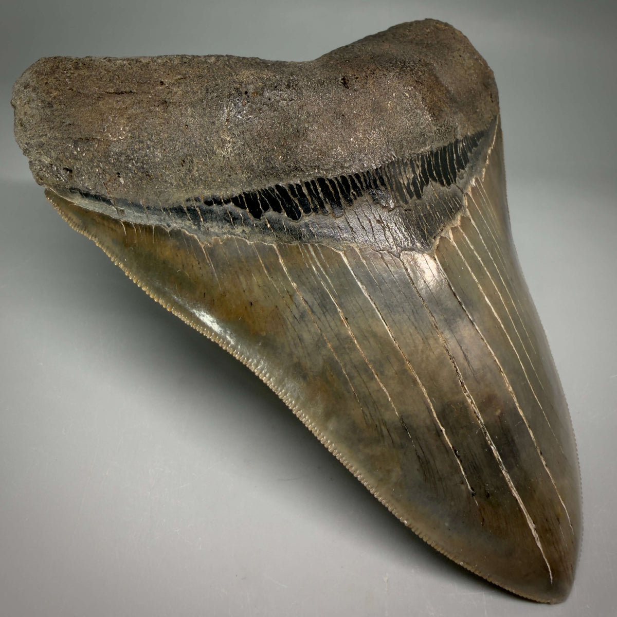 Front Left View Collector's Quality, heart-shaped 5.67" Fossil Megalodon Tooth - South Carolina megalodonteeth.com CM7606