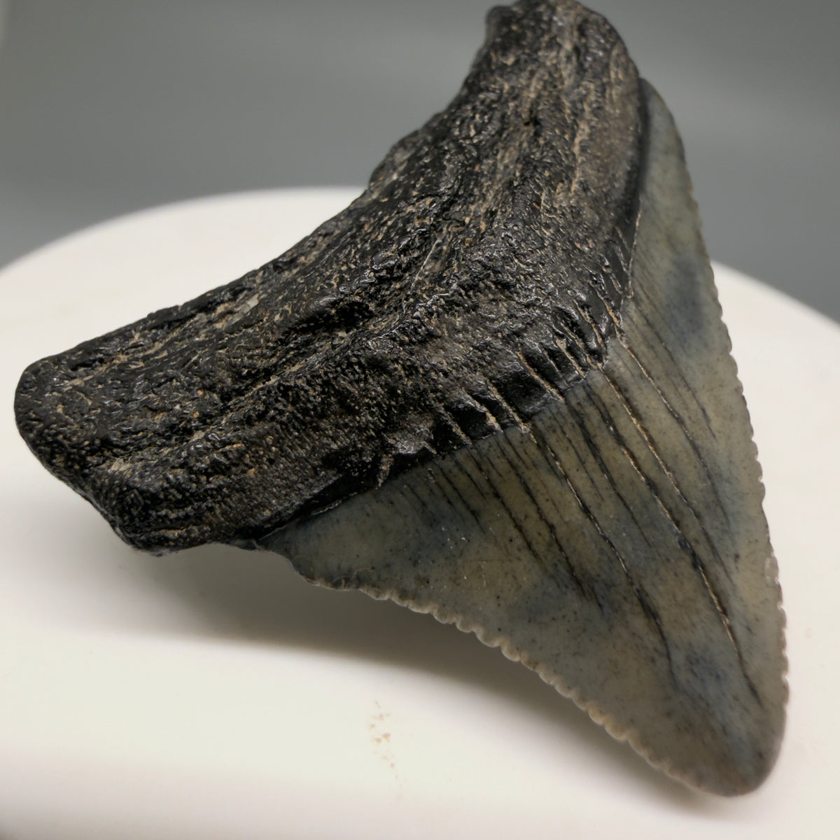 Front Left View Colorful 1.43" Fossil Megalodon Tooth – South Carolina River Find | Authentic megalodonteeth.com CM6722