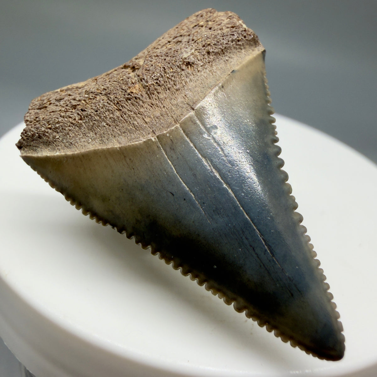 Front Left View Colorful 1.48" Fossil Great White Shark Tooth - South Carolina megalodonteeth.com GW1399