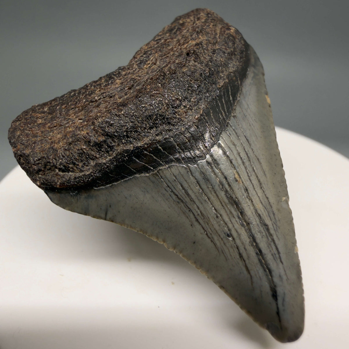 Front Left View Colorful 1.72" Fossil Megalodon Tooth – South Carolina River Find | Authentic megalodonteeth.com CM6683