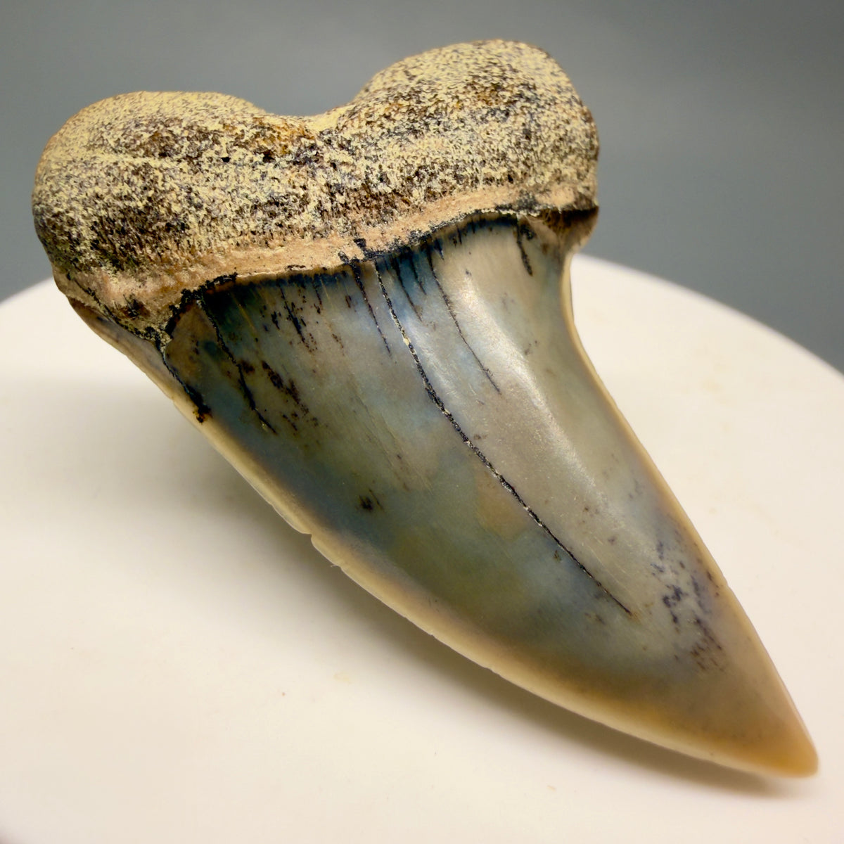 Front Left View Colorful 1.78" Fossil Extinct Hooked-Tooth Mako - Isurus planus Shark Tooth from Bakersfield, CA M618