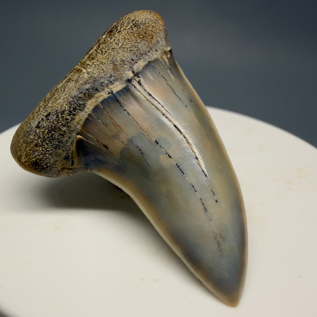 Front Left View Colorful 1.85" Fossil Extinct Hooked-Tooth Mako - Isurus planus Shark Tooth from Bakersfield, CA CM619