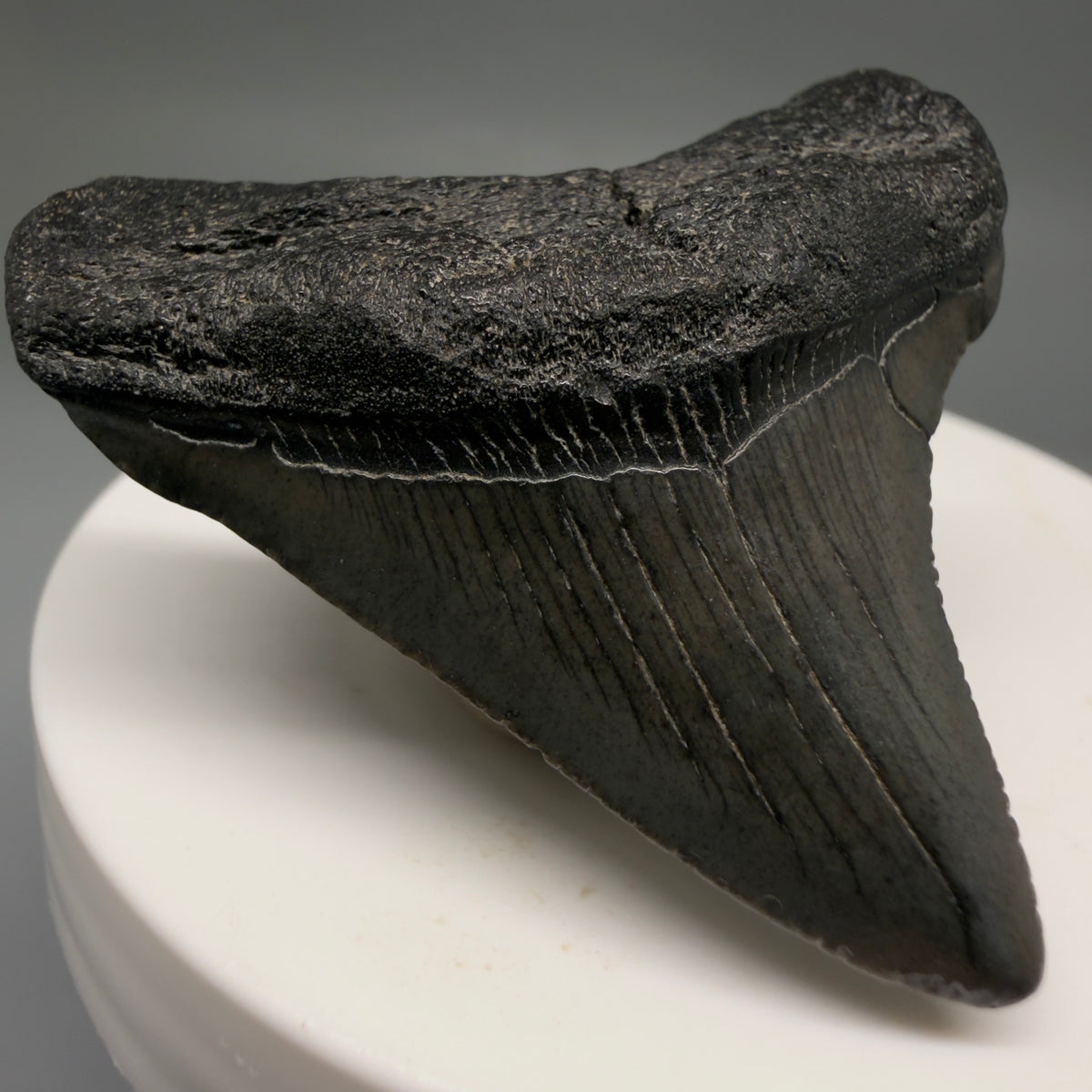 Front Left View Colorful 1.86" Fossil Megalodon Tooth – South Carolina River Find | Authentic megalodonteeth.com CM6726