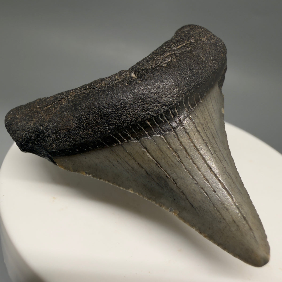 Front Left View Colorful 1.87" Fossil Megalodon Tooth – South Carolina River Find | Authentic megalodonteeth.com CM6728