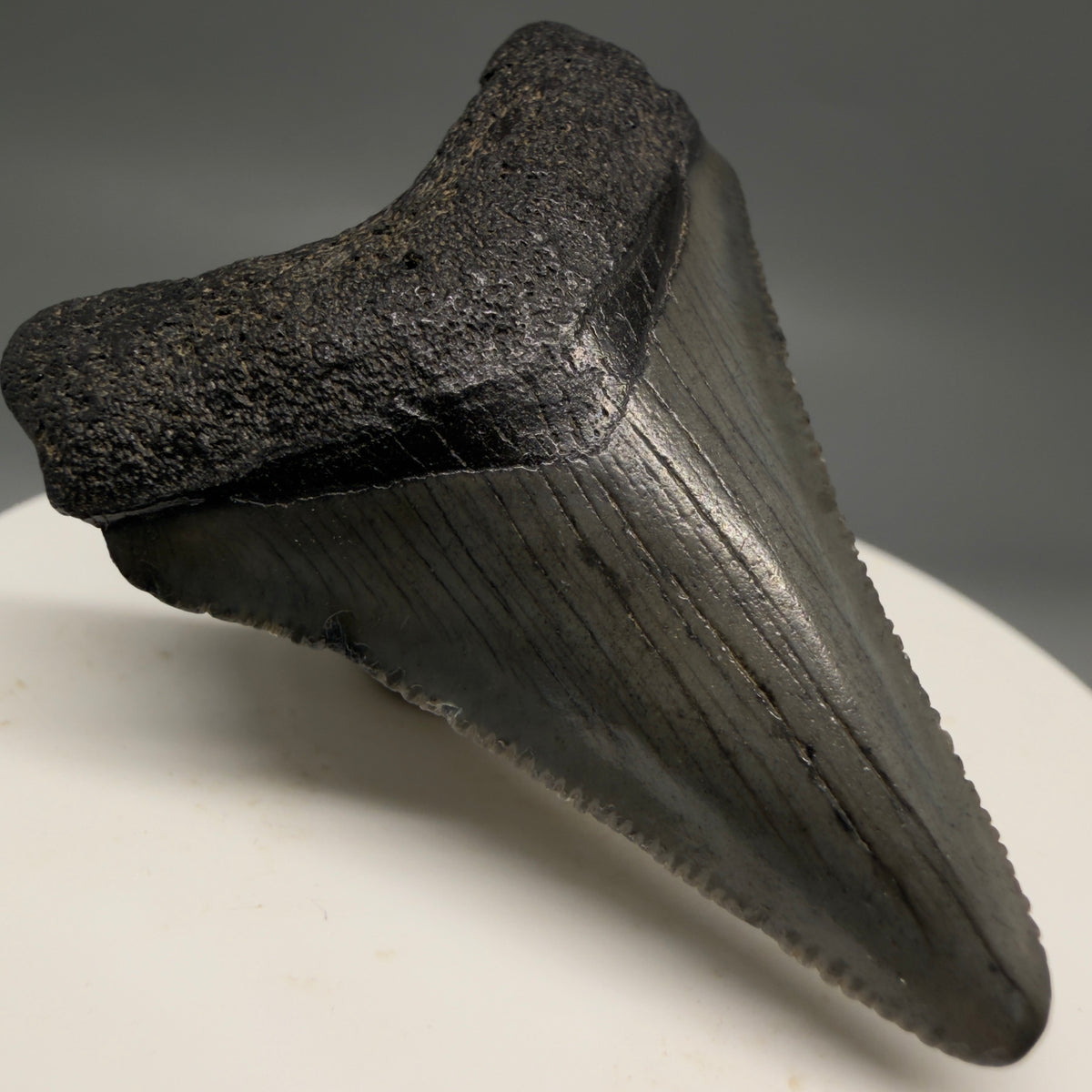 Front Left View Colorful 1.96" Fossil Megalodon Tooth – South Carolina River Find | Authentic megalodonteeth.com CM6727