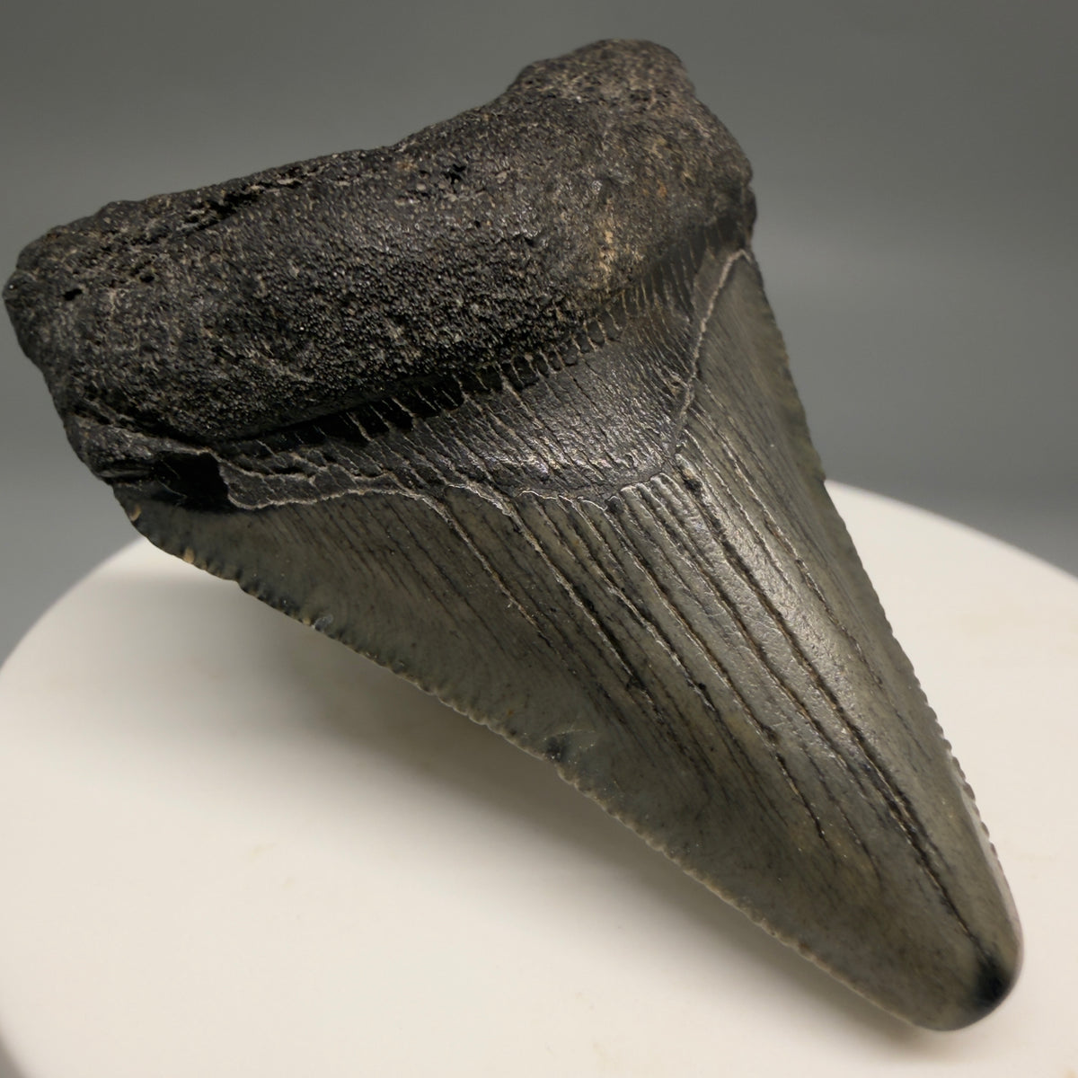 Front Left View Colorful 1.98" Fossil Megalodon Tooth – South Carolina River Find | Authentic megalodonteeth.com CM6729