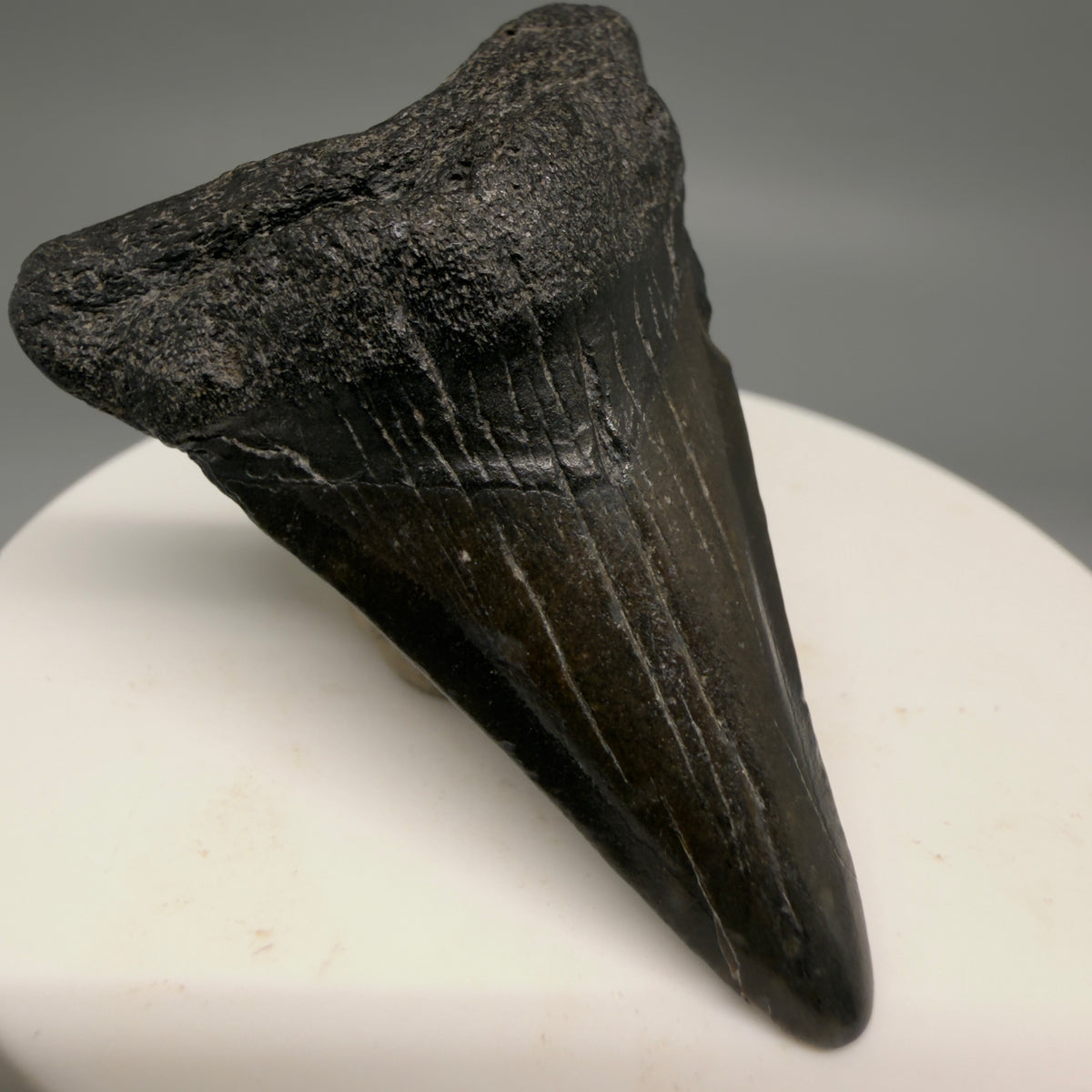 Front Left View Colorful 2.02" Fossil Megalodon Tooth – South Carolina River Find | Authentic megalodonteeth.com CM6730