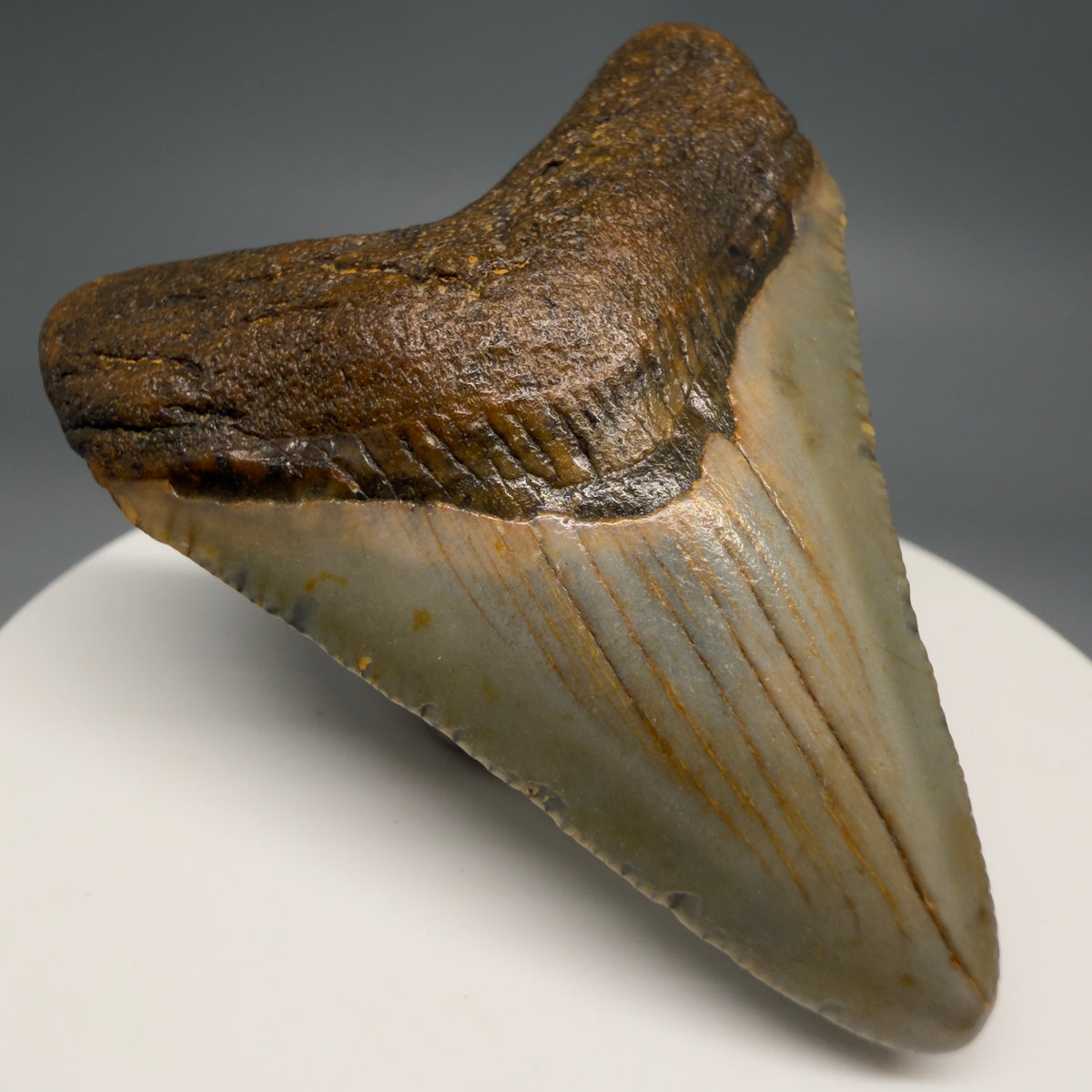 Front Left View Colorful 2.08" Fossil Megalodon Tooth - Authentic Carcharocles megalodon Fossil from North Carolina megalodonteeth.com CM6617