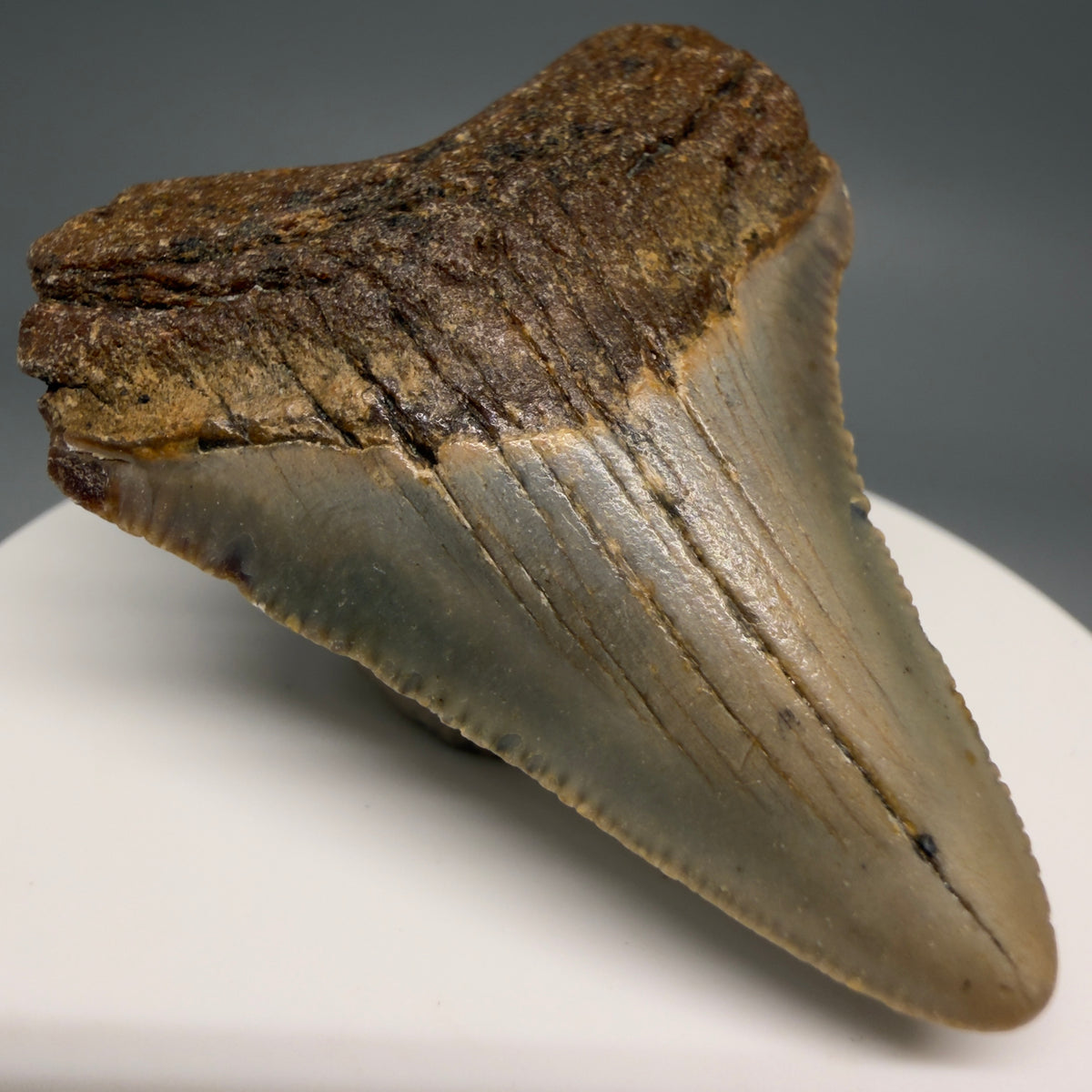 Front Left View Colorful 2.10" Fossil Megalodon Tooth - Authentic Carcharocles megalodon Fossil from North Carolina megalodonteeth.com CM6615