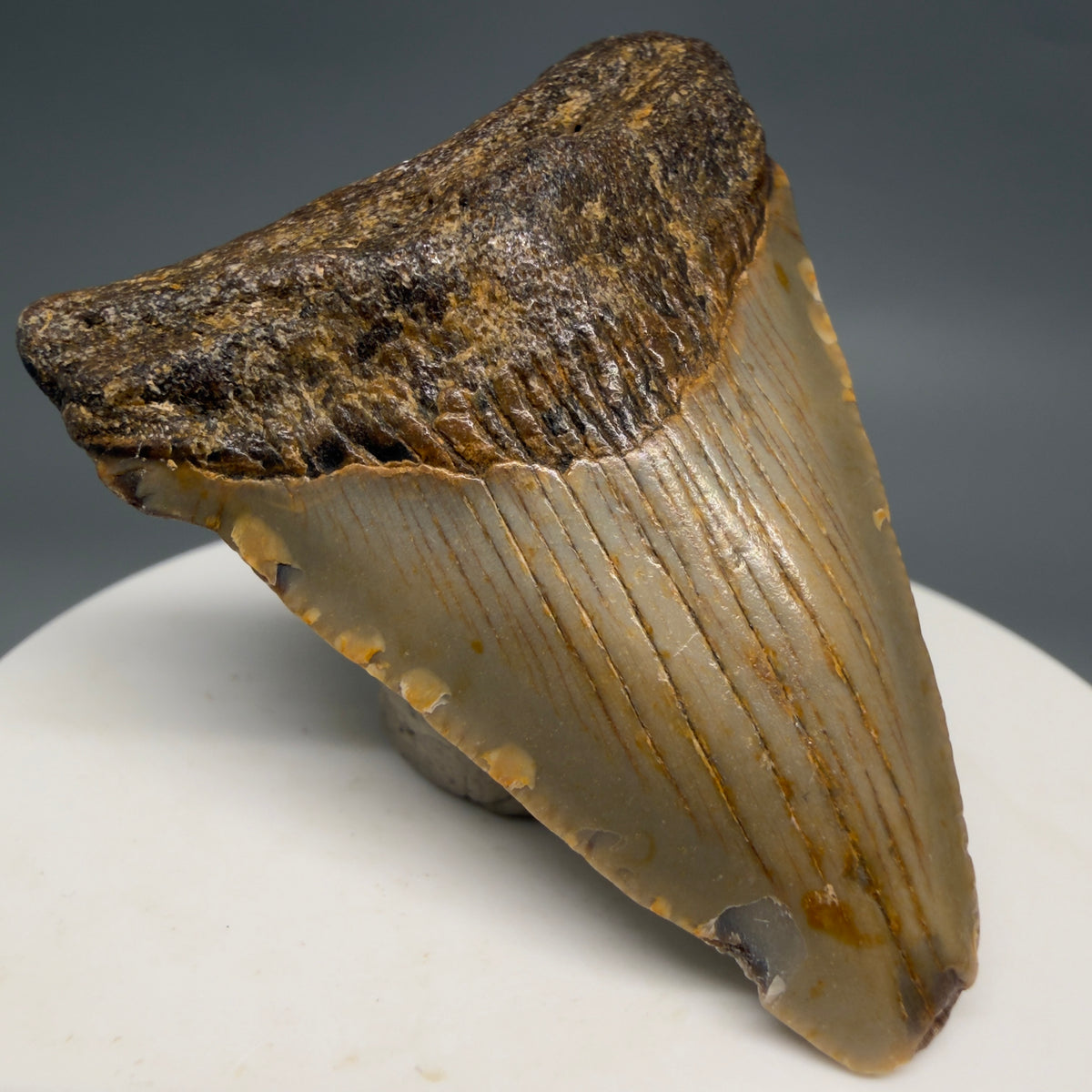 Front Left View Colorful 2.12" Fossil Megalodon Tooth - Authentic Carcharocles megalodon Fossil from North Carolina megalodonteeth.com CM6619