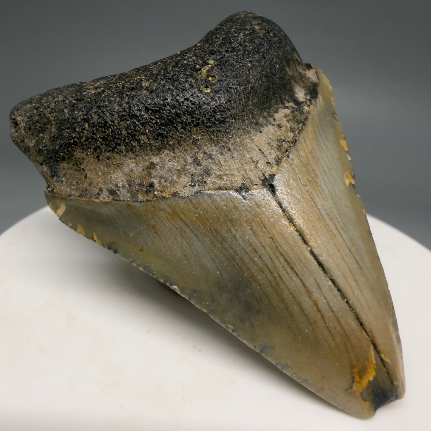 Front Left View Colorful 2.13" Fossil Megalodon Tooth - Authentic Carcharocles megalodon Fossil from North Carolina megalodonteeth.com CM6616