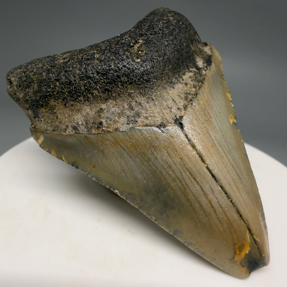Front Left View Colorful 2.13" Fossil Megalodon Tooth - Authentic Carcharocles megalodon Fossil from North Carolina megalodonteeth.com CM6616