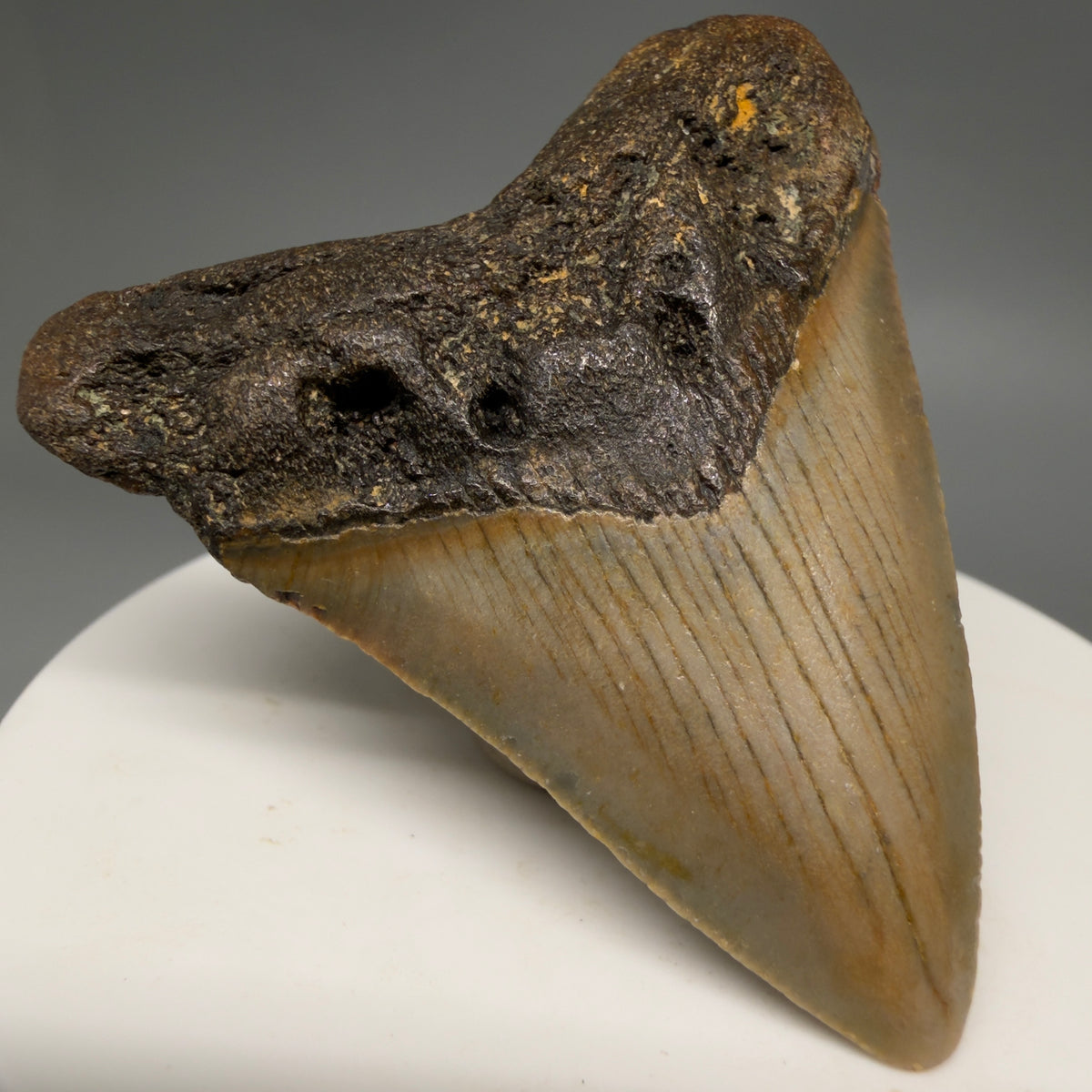 Front Left View Colorful 2.15" Fossil Megalodon Tooth - Authentic Carcharocles megalodon Fossil from North Carolina megalodonteeth.com CM6620
