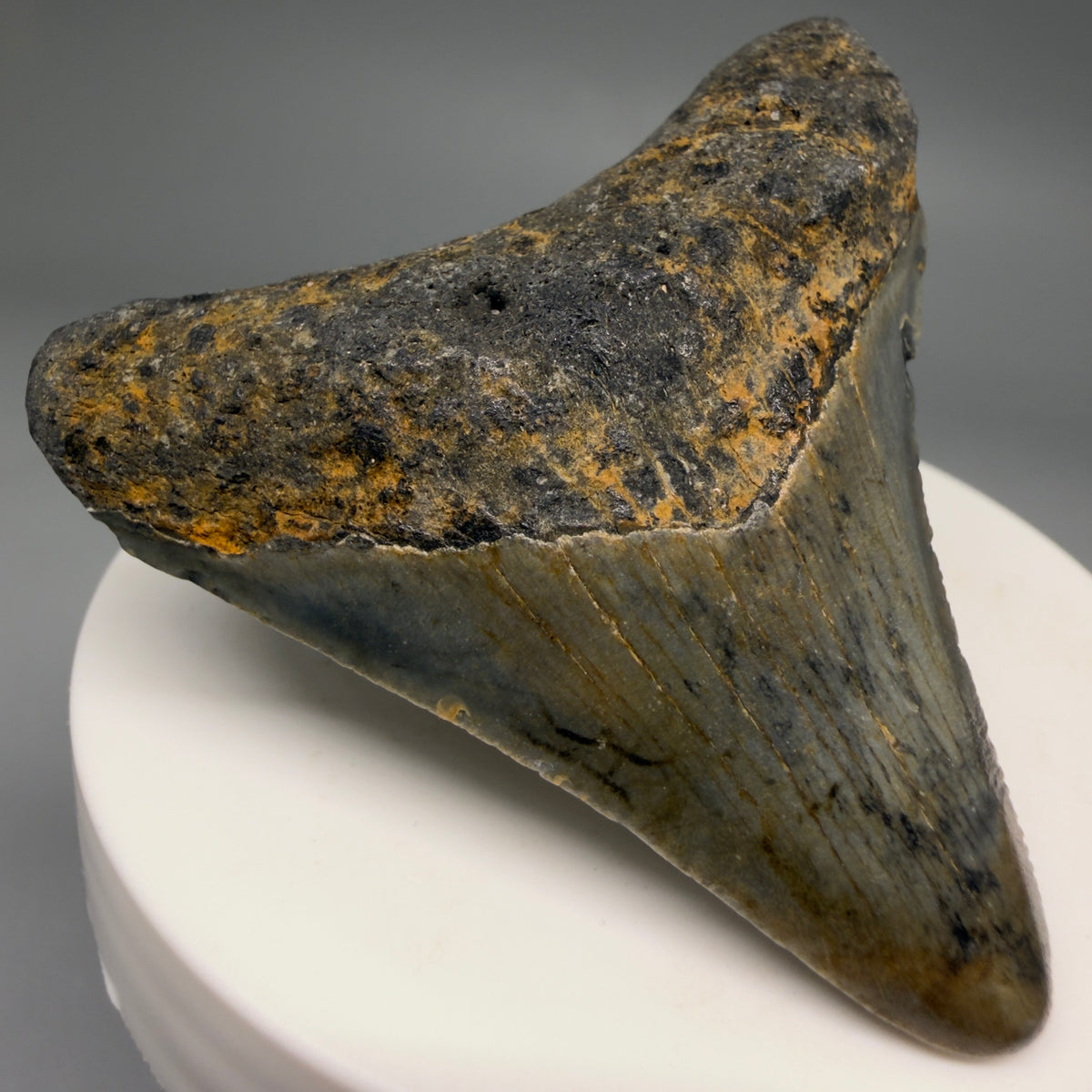 Front Left View Colorful 2.21" Fossil Megalodon Tooth - Authentic Carcharocles megalodon Fossil from North Carolina megalodonteeth.com CM6621