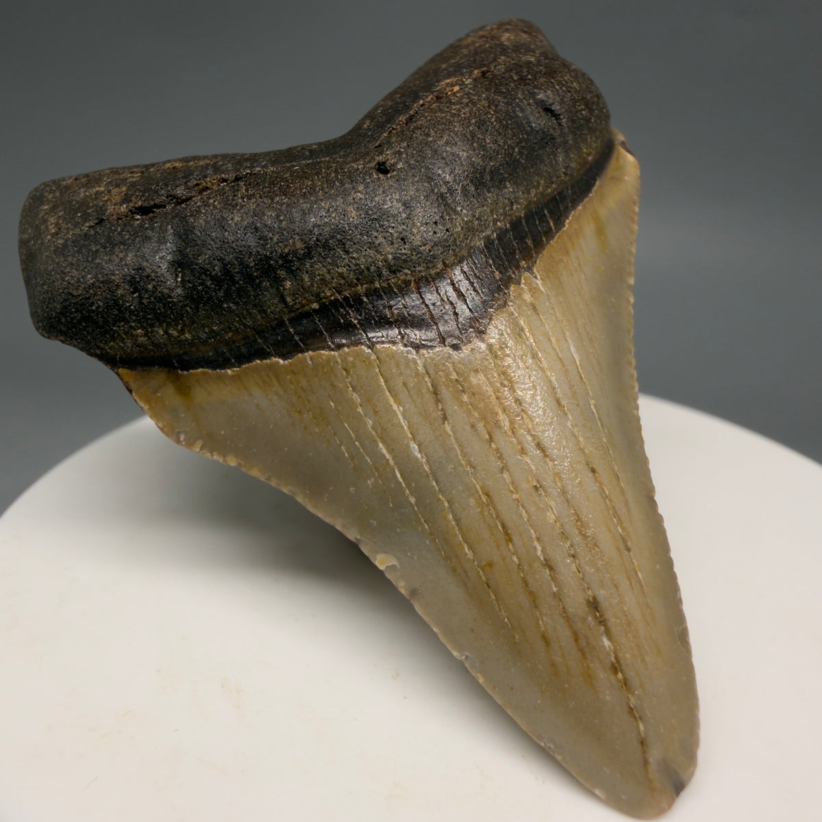 Front Left View Colorful 2.28" Fossil Megalodon Tooth - Authentic Carcharocles megalodon Fossil from North Carolina megalodonteeth.com M6618