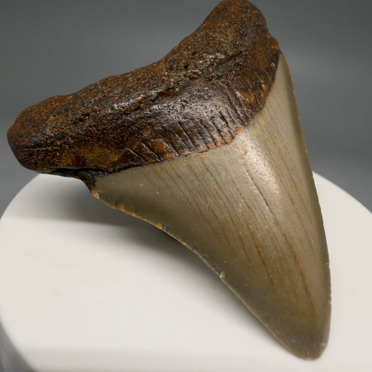 Front Left View Colorful 2.33" Fossil Megalodon Tooth - Authentic Carcharocles megalodon Fossil from North Carolina megalodonteeth.com CM6624