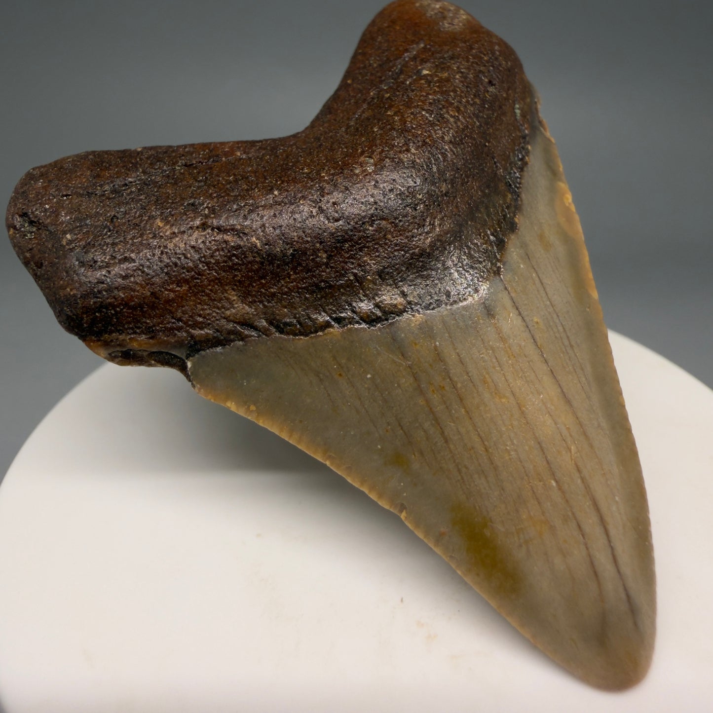 Front Left View Colorful 2.39" Fossil Megalodon Tooth - Authentic Carcharocles megalodon Fossil from North Carolina megalodonteeth.com CM6623