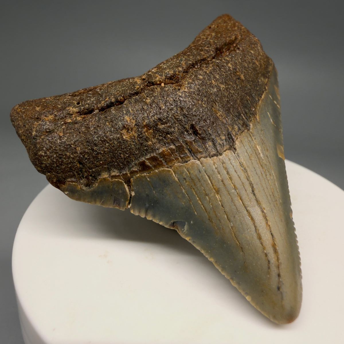 Front Left View Colorful 2.42" Fossil Megalodon Tooth - Authentic Carcharocles megalodon Fossil from North Carolina megalodonteeth.com CM6625
