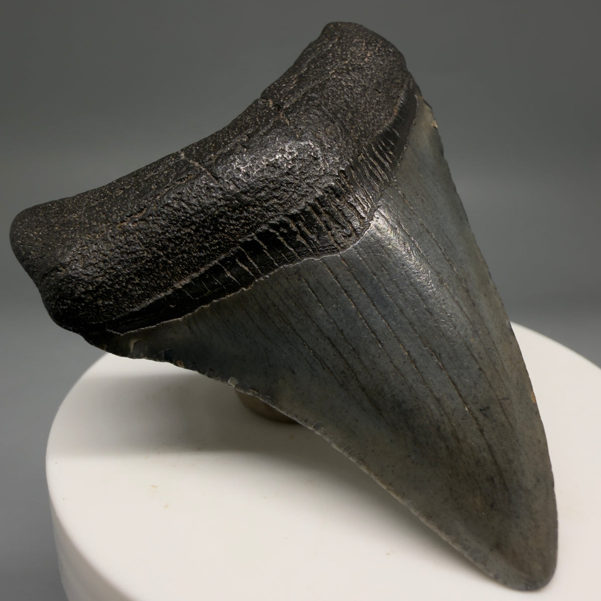 Front Left View Colorful 2.45" Fossil Megalodon Tooth – South Carolina River Find | Authentic megalodonteeth.com CM6735