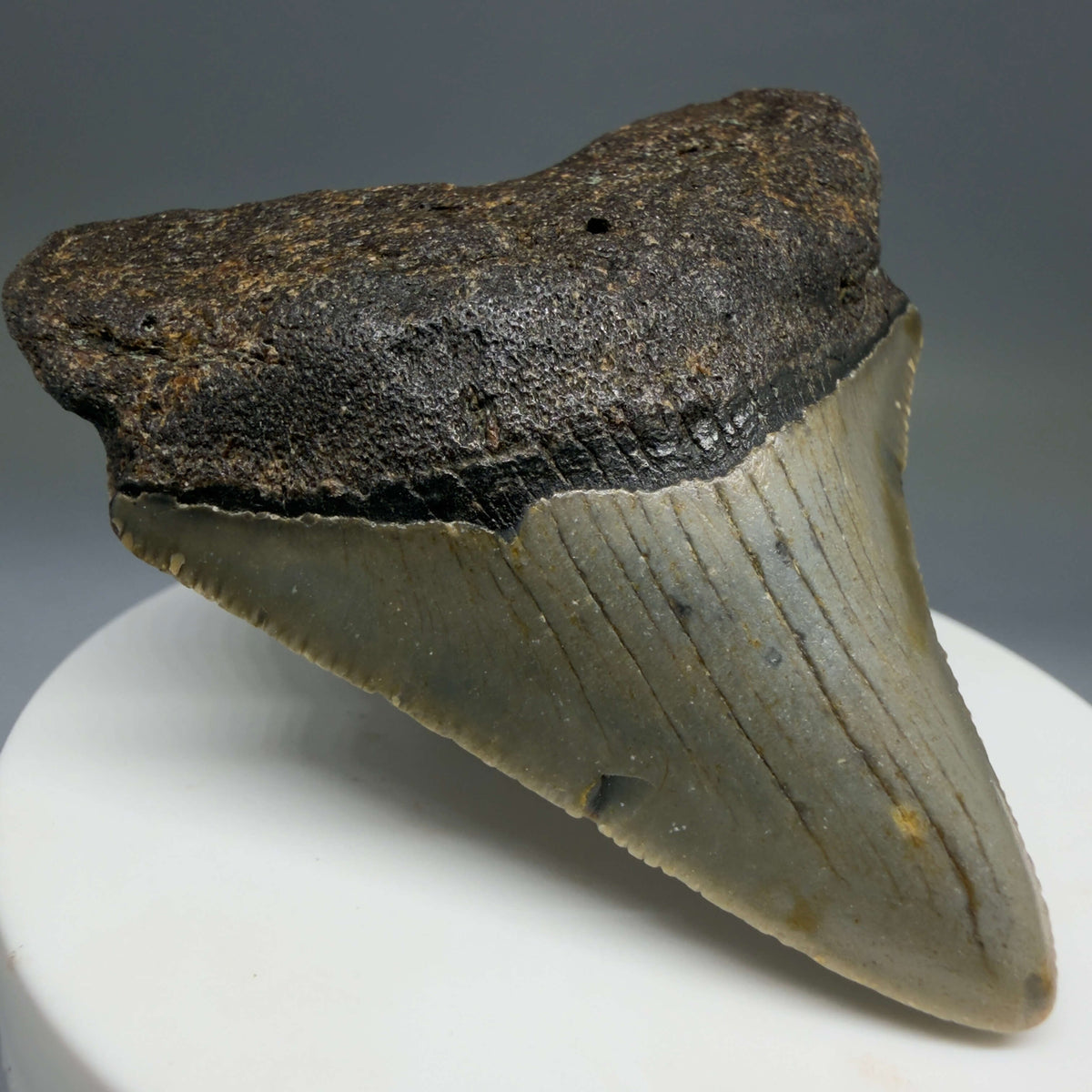 Front Left View Colorful 2.47" Fossil Megalodon Tooth - Authentic Carcharocles megalodon Fossil from North Carolina megalodonteeth.com CM6783