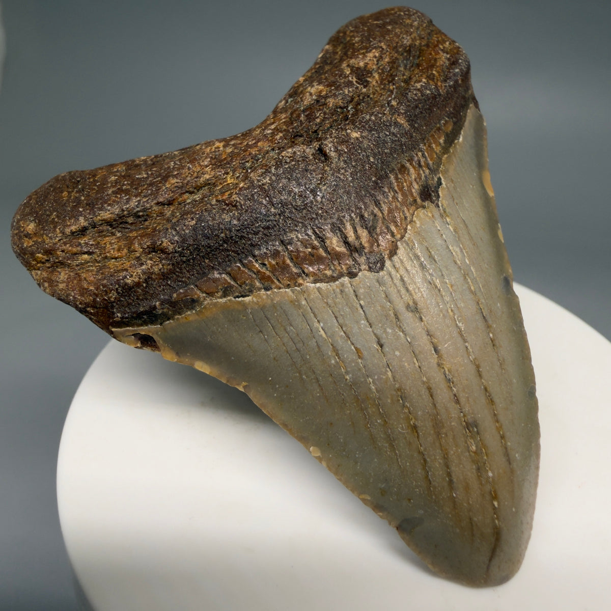 Front Left View Colorful 2.54" Fossil Megalodon Tooth - Authentic Carcharocles megalodon Fossil from North Carolina megalodonteeth.com CM6628