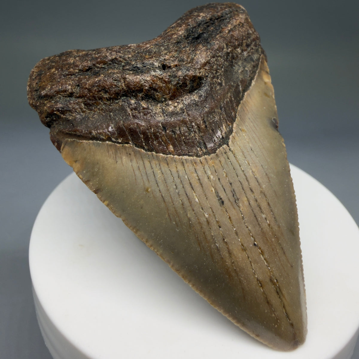 Front Left View Colorful 2.57" Fossil Megalodon Tooth - Authentic Carcharocles megalodon Fossil from North Carolina megalodonteeth.com CM6785