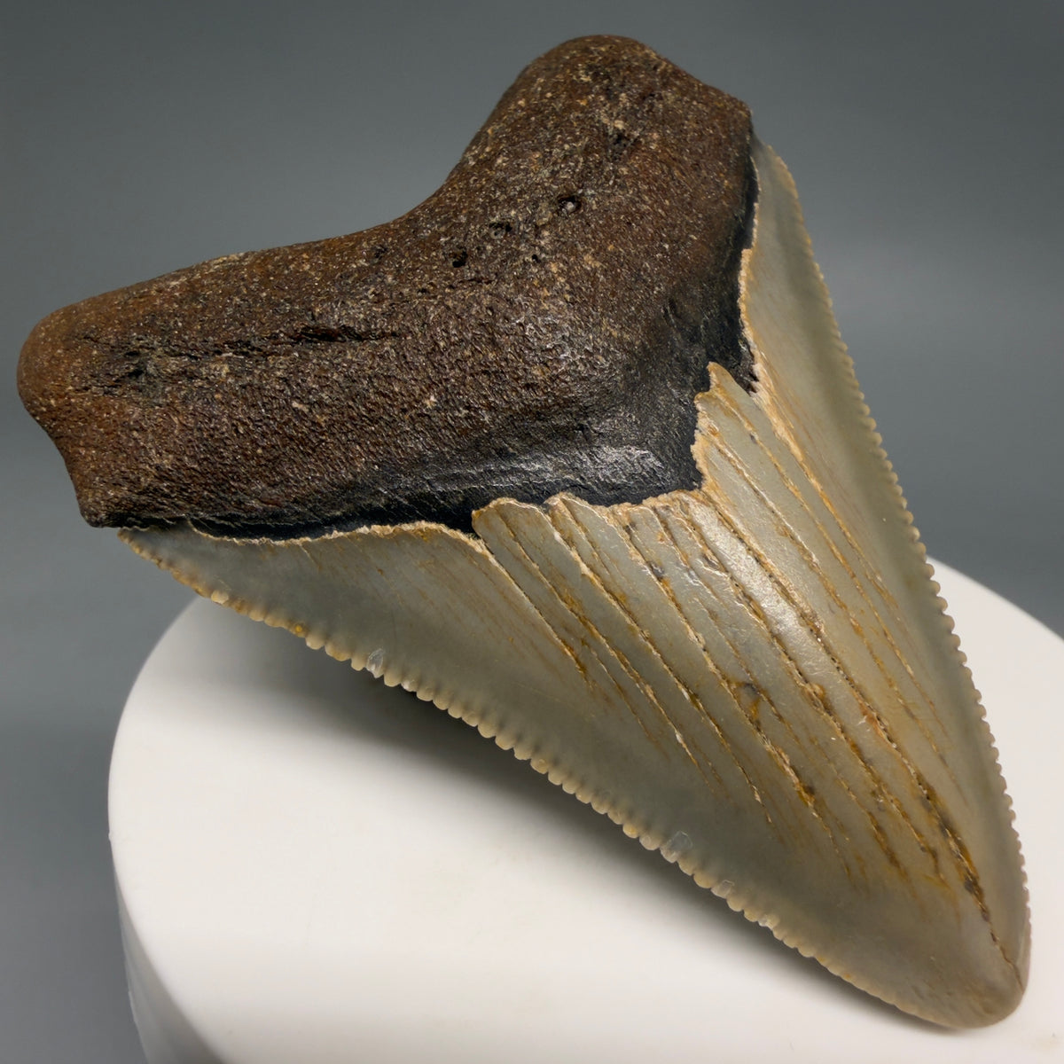 Front Left View Colorful 2.60" Fossil Megalodon Tooth - Authentic Carcharocles megalodon Fossil from North Carolina megalodonteeth.com CM6630