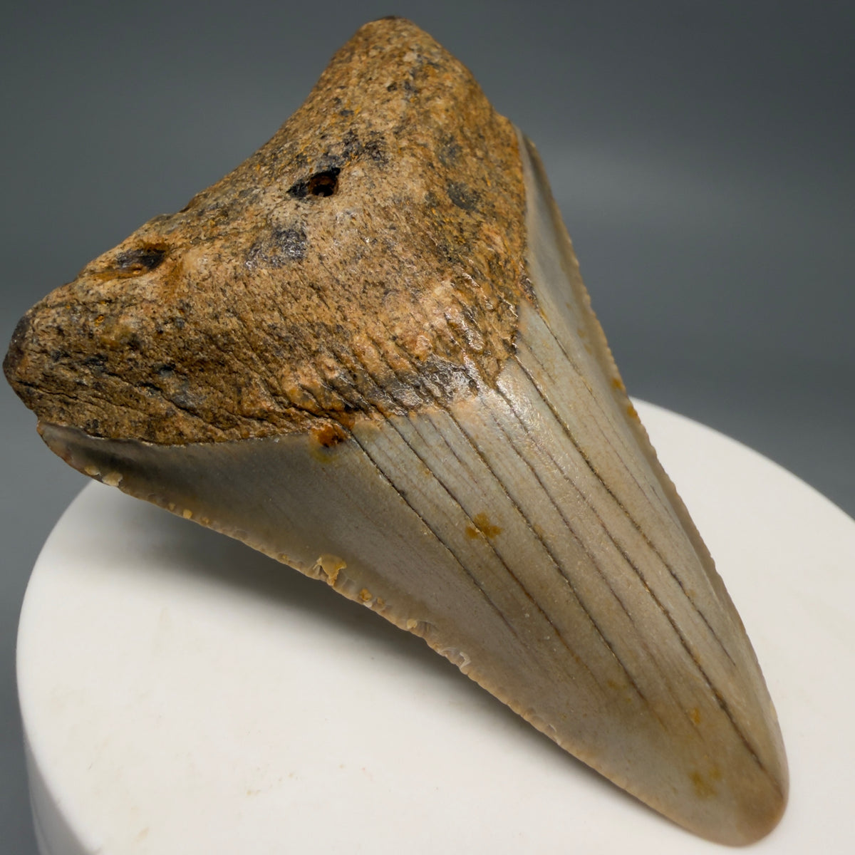 Front Left View Colorful 2.62" Fossil Megalodon Tooth - Authentic Carcharocles megalodon Fossil from North Carolina megalodonteeth.com CM6627