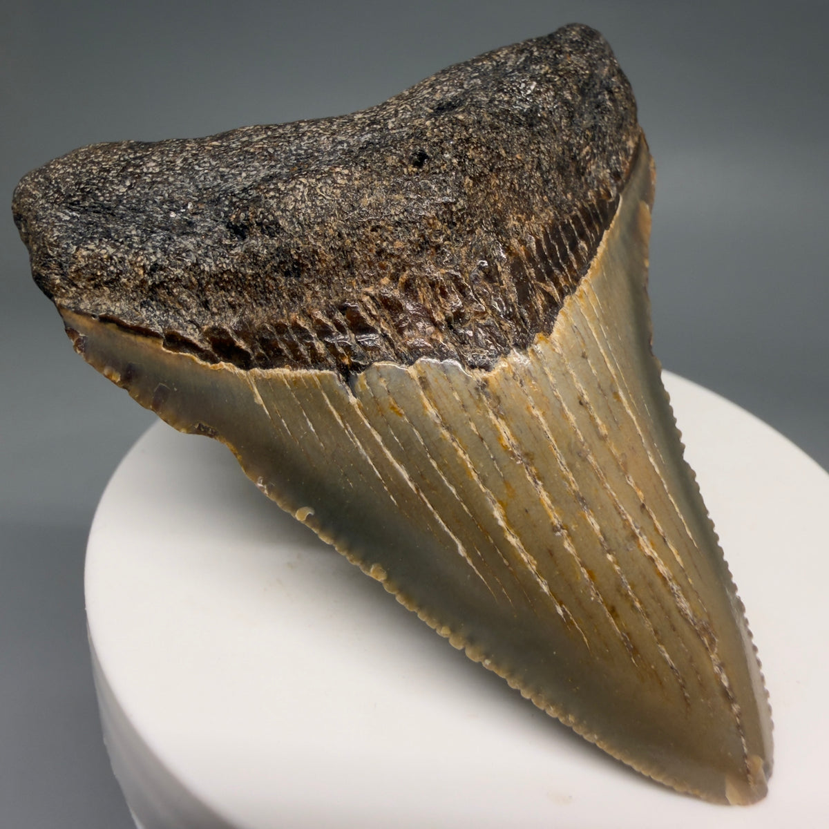 Front Left View Colorful 2.63" Fossil Megalodon Tooth - Authentic Carcharocles megalodon Fossil from North Carolina megalodonteeth.com CM6629