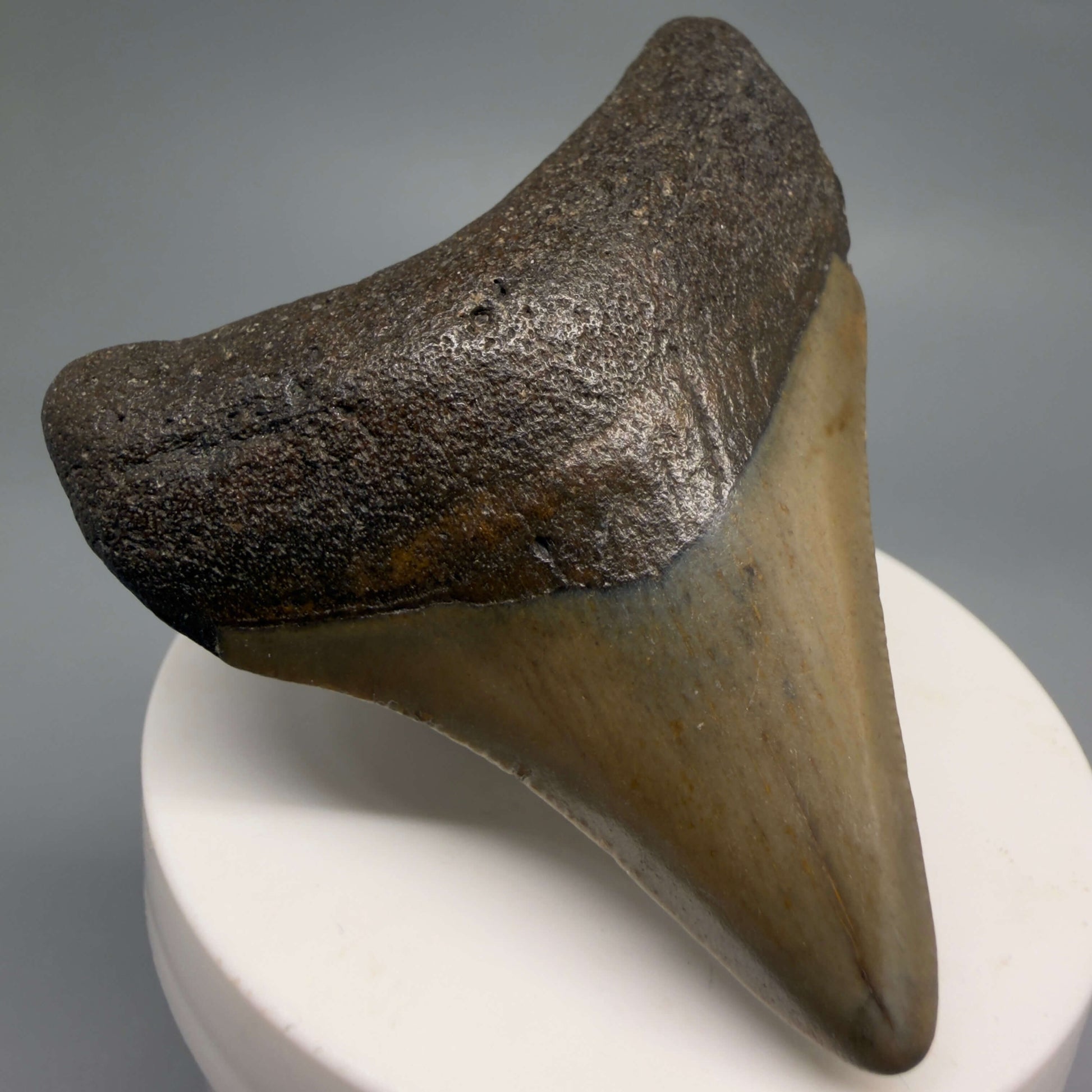 Front Left View Colorful 2.65" Fossil Megalodon Tooth - Authentic Carcharocles megalodon Fossil from North Carolina CM6489